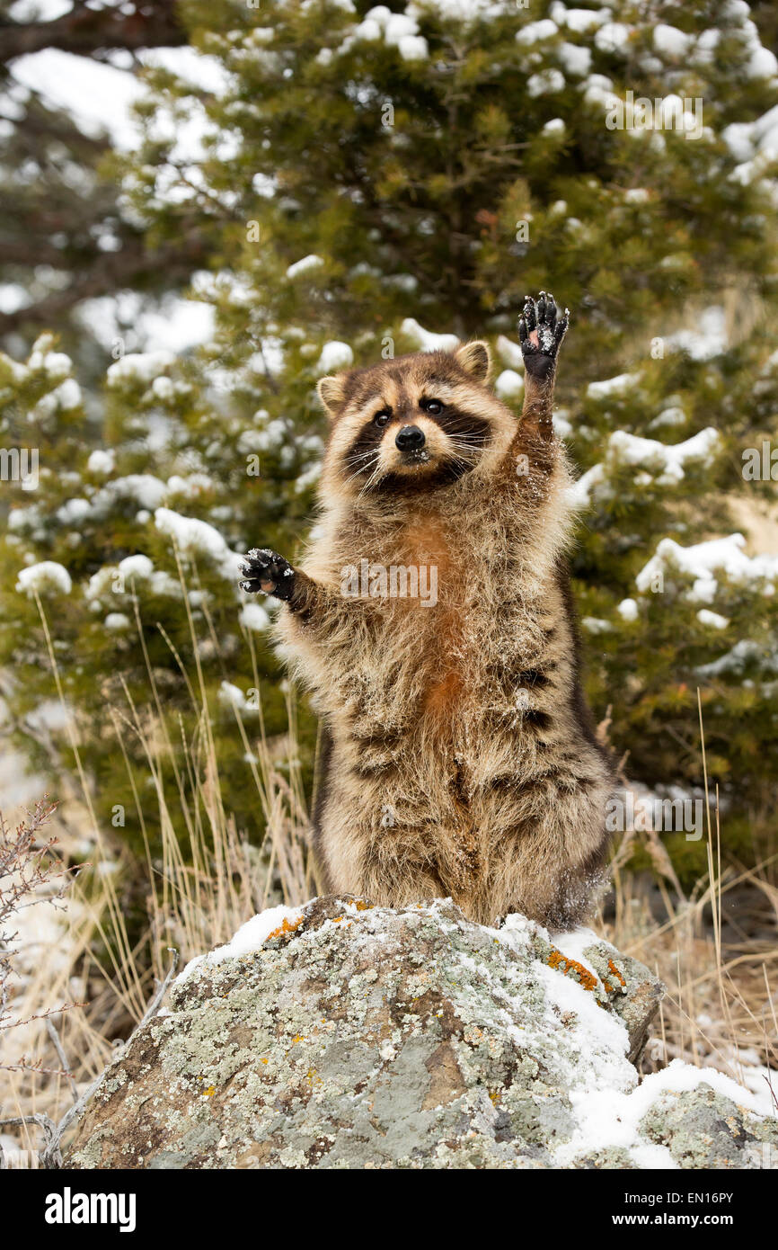 Raccoon (Procione lotor) in piedi fino alla ricerca di cibo nella neve Foto Stock
