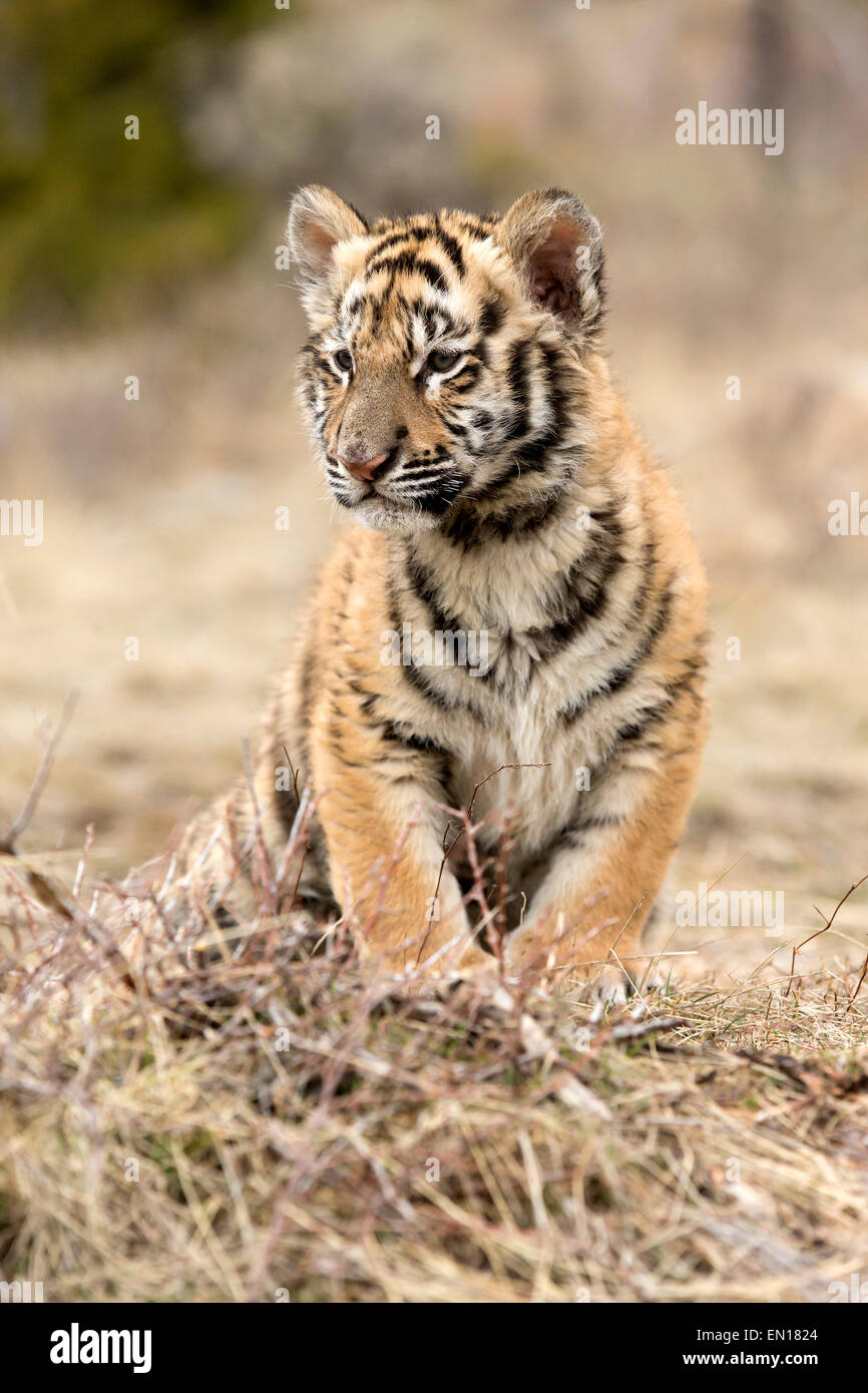 Tigre Siberiana (Panthera Tigris Altaica) cub appoggiata Foto Stock