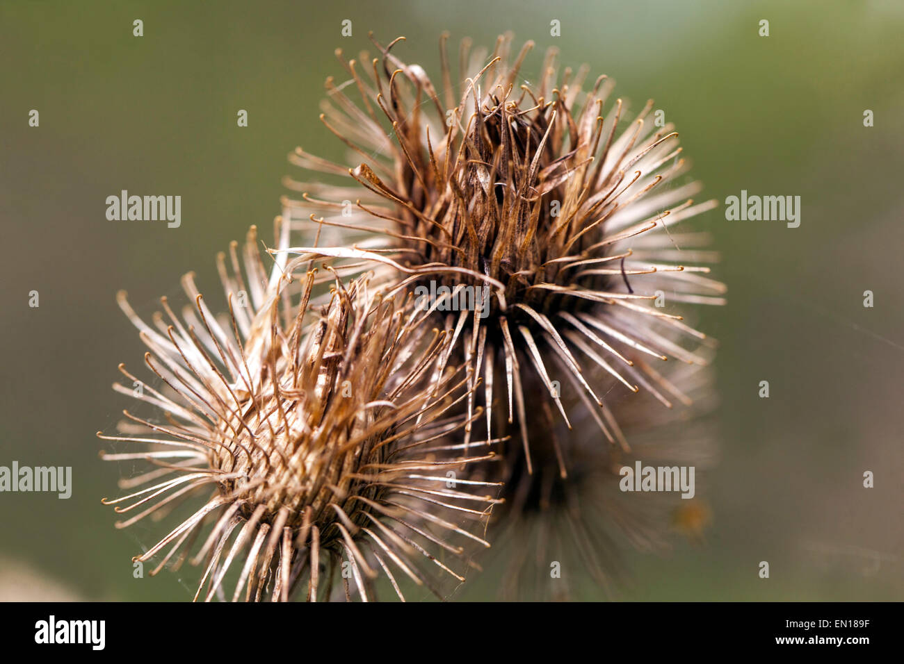 Teste di bordock per semi secchi con ganci, legno Burdock, Arctium nemorosum. Sistema di fissaggio in velcro Hitchhiker Plant Foto Stock