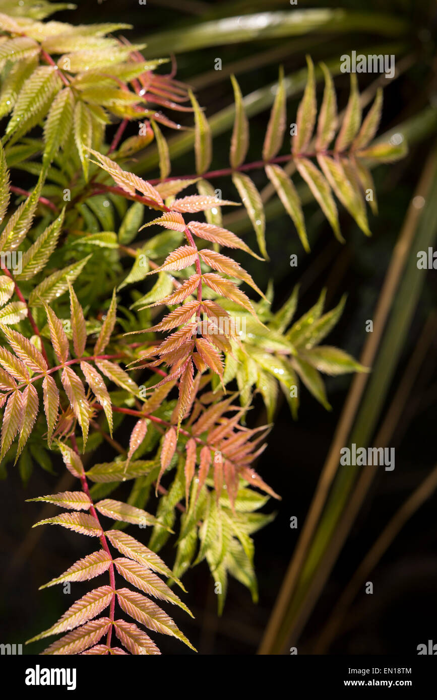 Foglie colorate di un Sorbaria sorbifolia 'SEM' nella luce del sole di primavera. Foto Stock