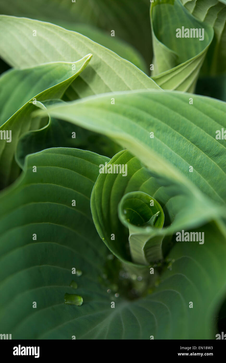 Spiegatura foglie di Hosta "Blue Angel" Foto Stock