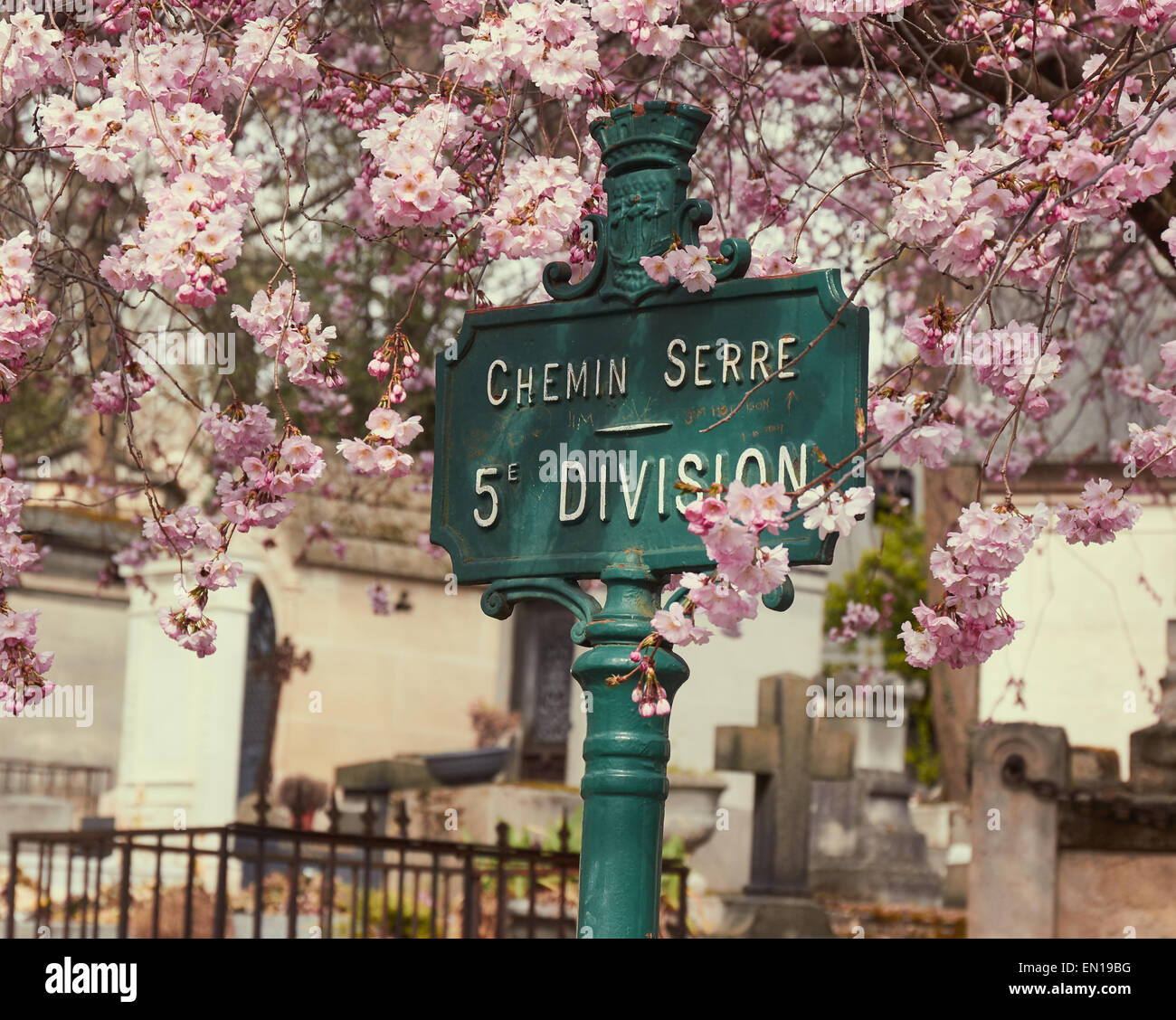 Rosa fiori di ciliegio intorno a un segno di divisione nel cimitero di Pere Lachaise Parigi Francia Europa Foto Stock