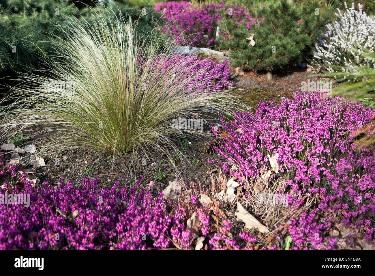 Winter Heath Erica carnea tappeto viola Stipa tenuissima Pony Tails in Spring Garden Finestem Needlegrass Mexican Feathergrass Foto Stock