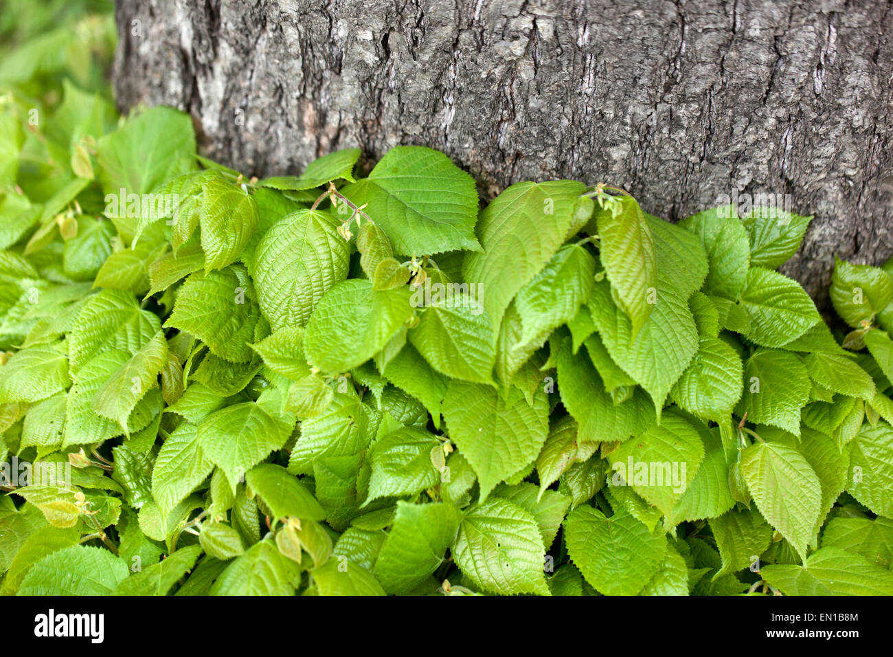 Littleleaf Linden Tree Tilia cordata lascia tiglio a foglie di piccola foglia fresco foglie di Tilia Foto Stock