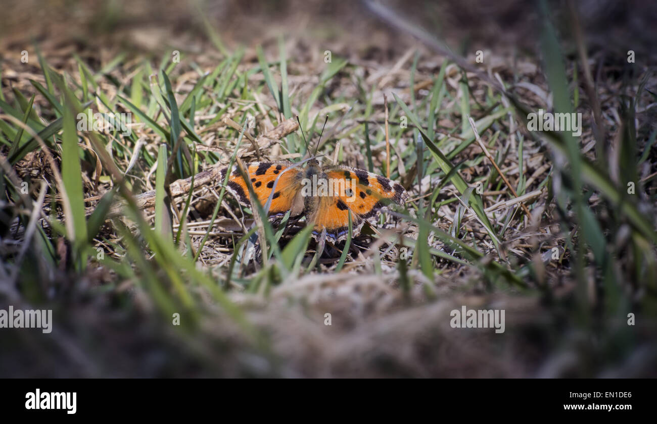 Il Compton tartaruga (Nymphalis vaualbum) Foto Stock