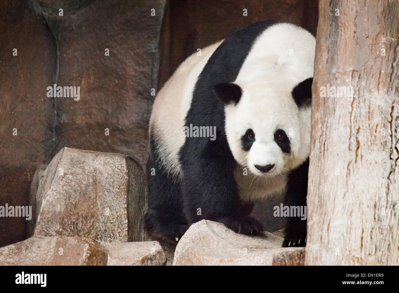 Panda gigante, Ailuropoda melanoleuca, Chiang Mai zoo, Thailandia Foto Stock