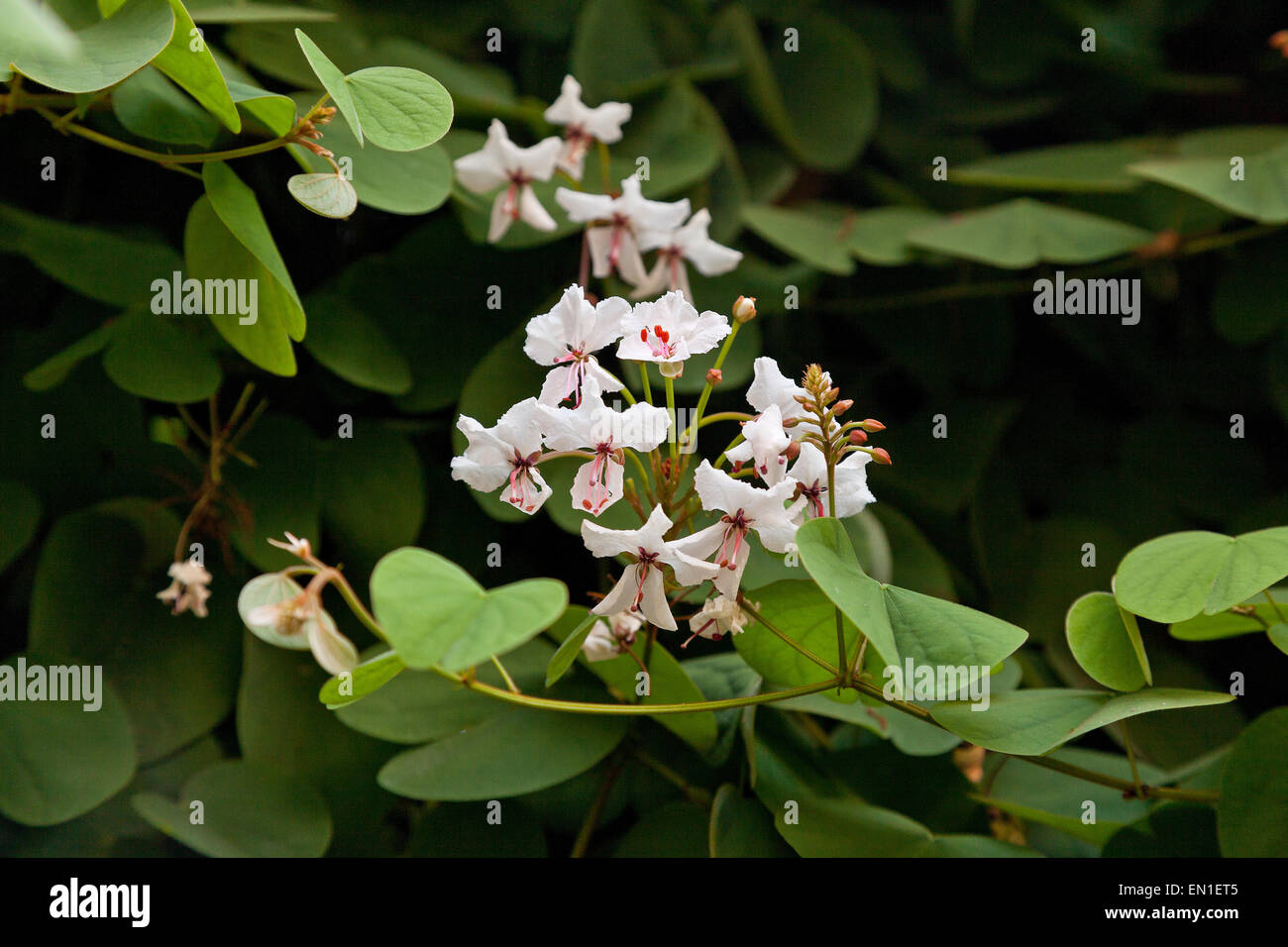 Arrampicata Glaucous Bauhinia, Bauhinia glauca, Chiang Mai, Thailandia Foto Stock