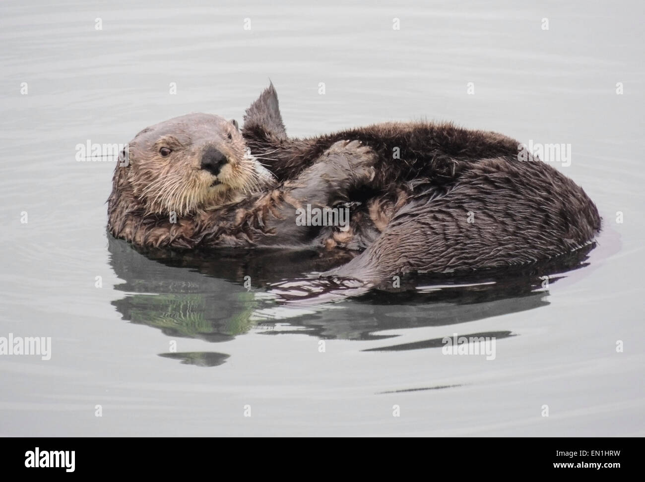 Sea Otter (Enhydra lutris). Le lontre marine sono uno dei più piccoli del mammifero marino famiglia ma uno dei più grandi della donnola Foto Stock