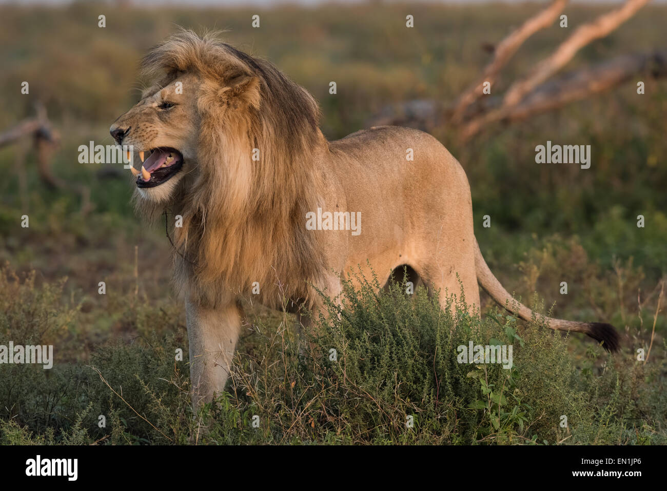 Leone maschio flehmen comportamento. Foto Stock