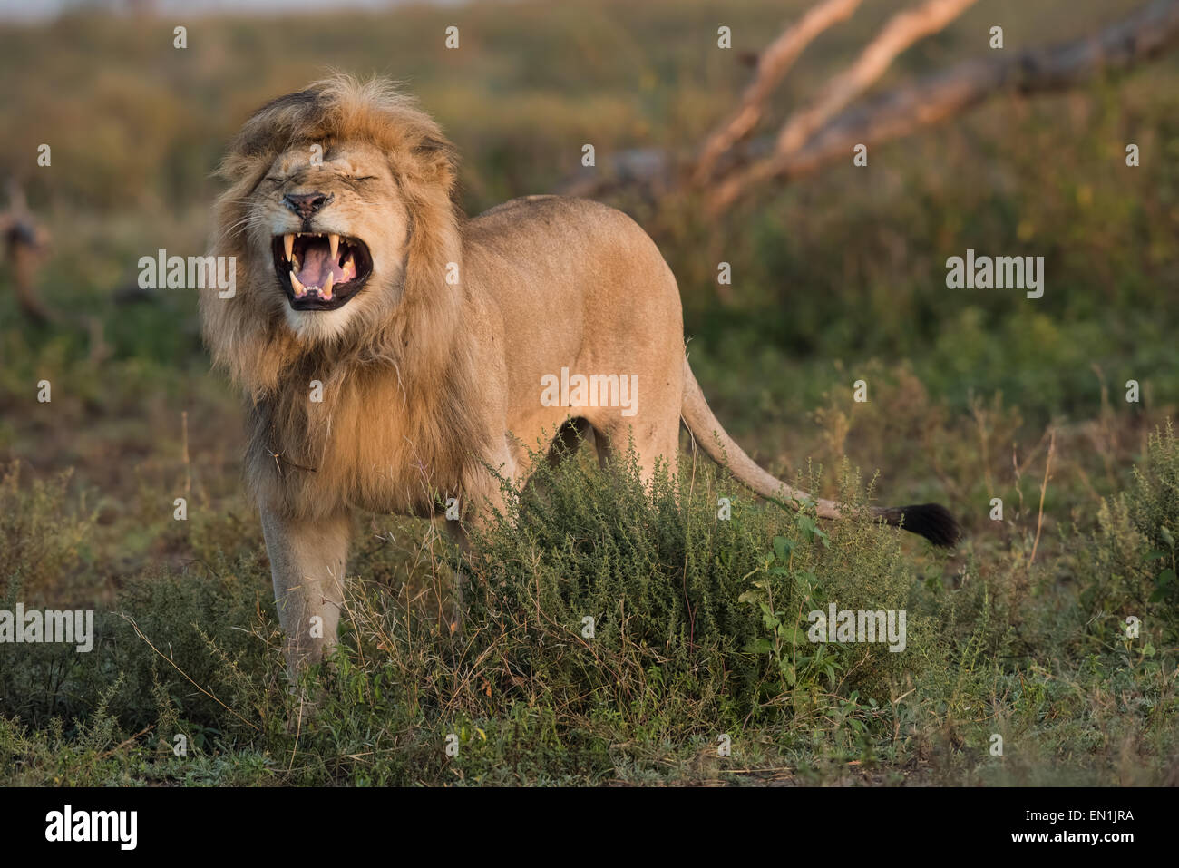 Leone maschio flehmen comportamento. Foto Stock
