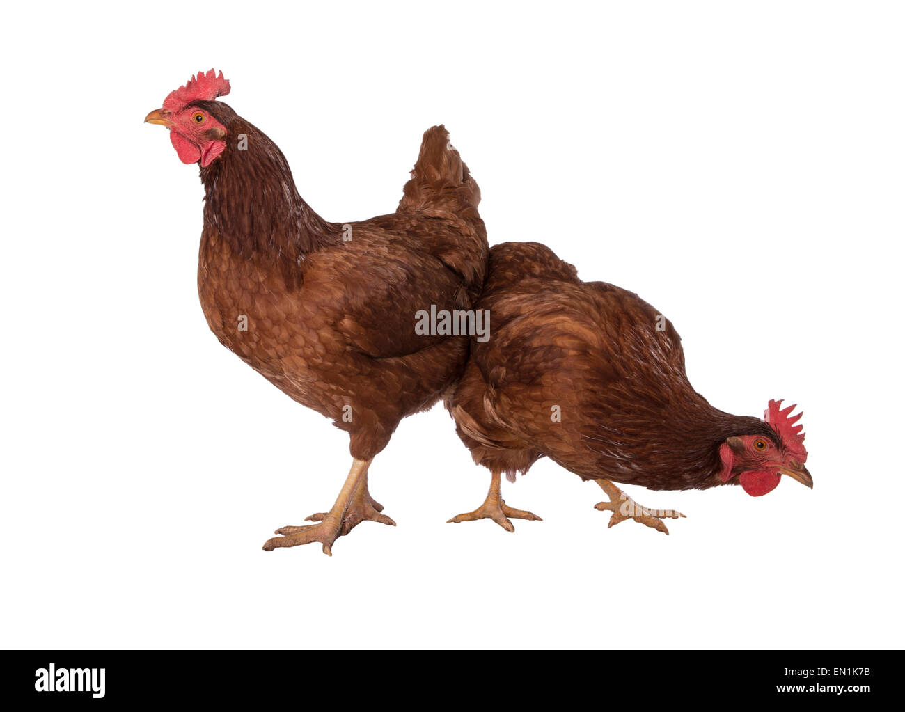 Due Rhode Island red polli insieme guardando la fotocamera uno alto ed uno basso isolato su bianco Foto Stock