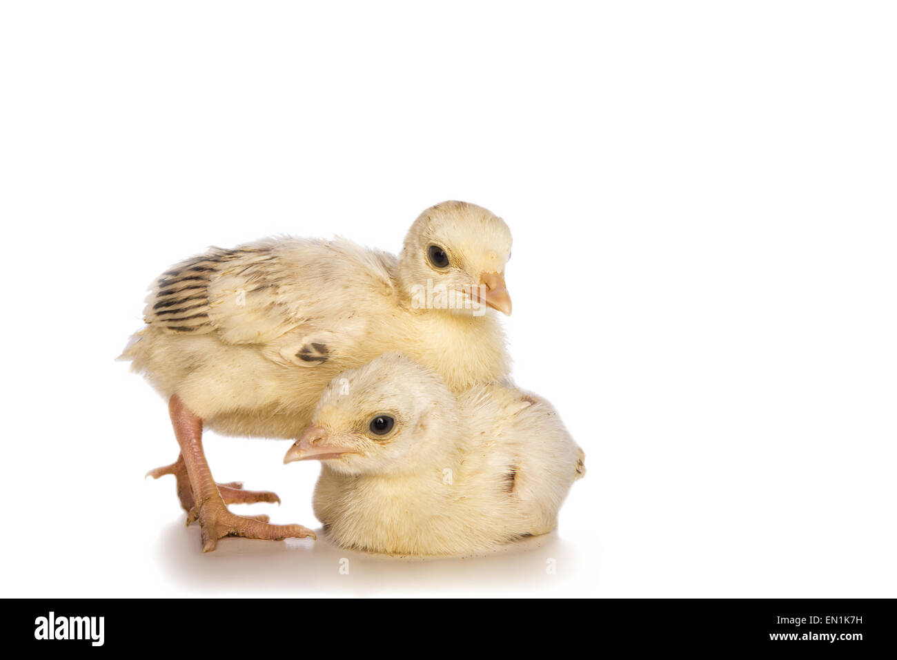 Due turchia poults isolato su bianco Foto Stock