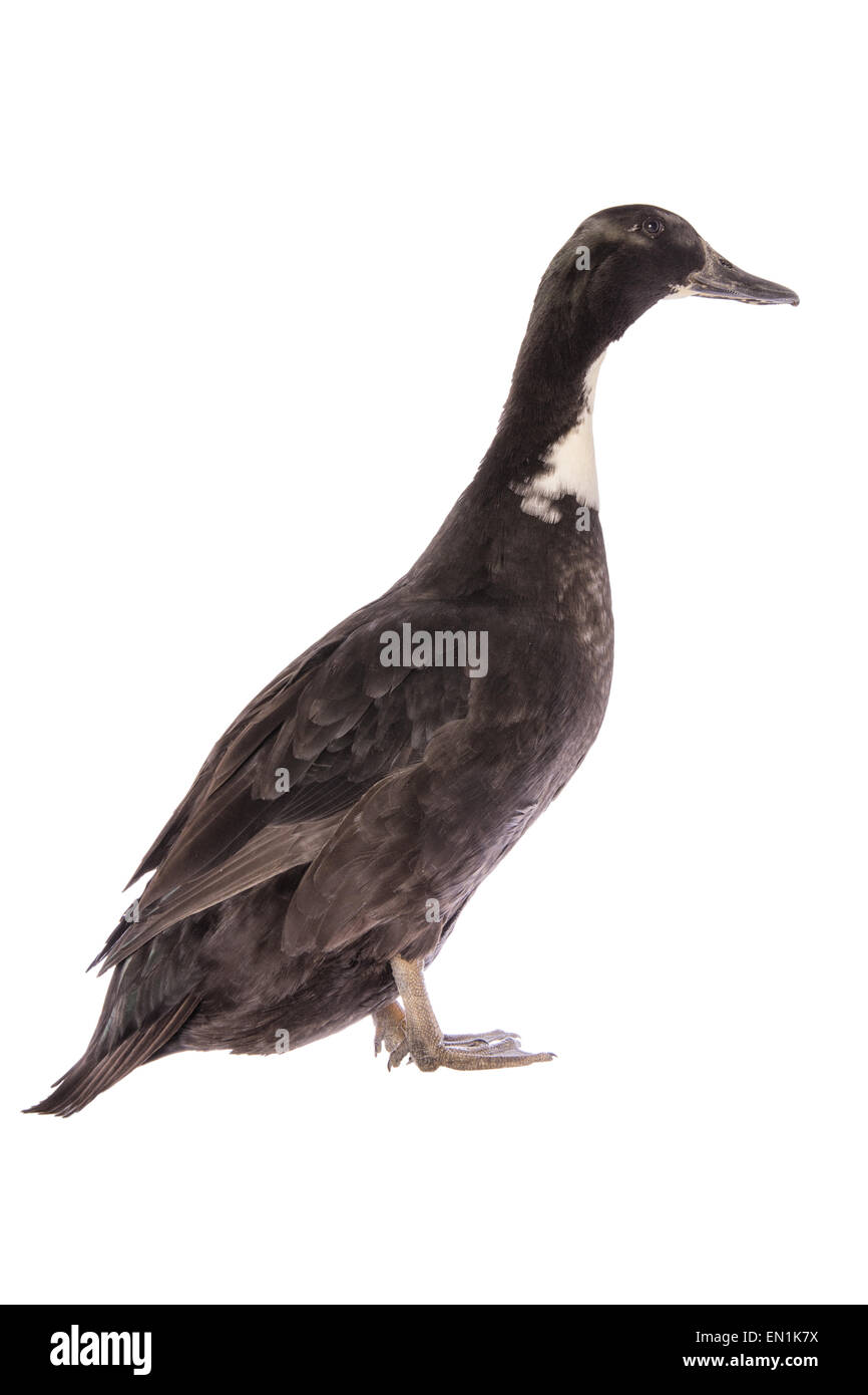 Black Duck svedese vista laterale isolato Foto Stock
