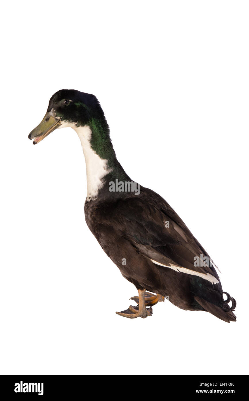 Black Duck svedese guardando al lato bocca aperta isolata su sfondo bianco Foto Stock