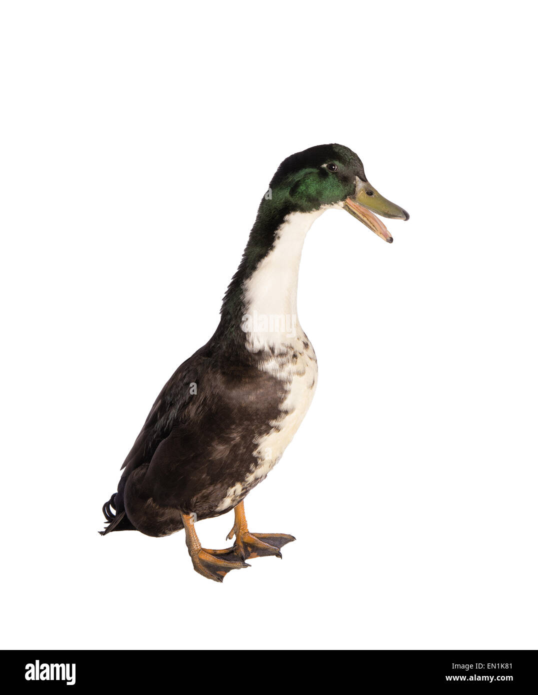 Black Duck svedese a ridere con la bocca aperta Foto Stock