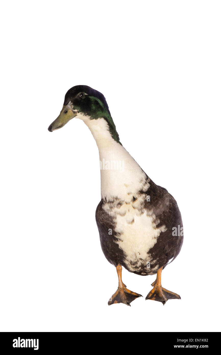 Black Duck svedese vista frontale guardando al lato isolato Foto Stock