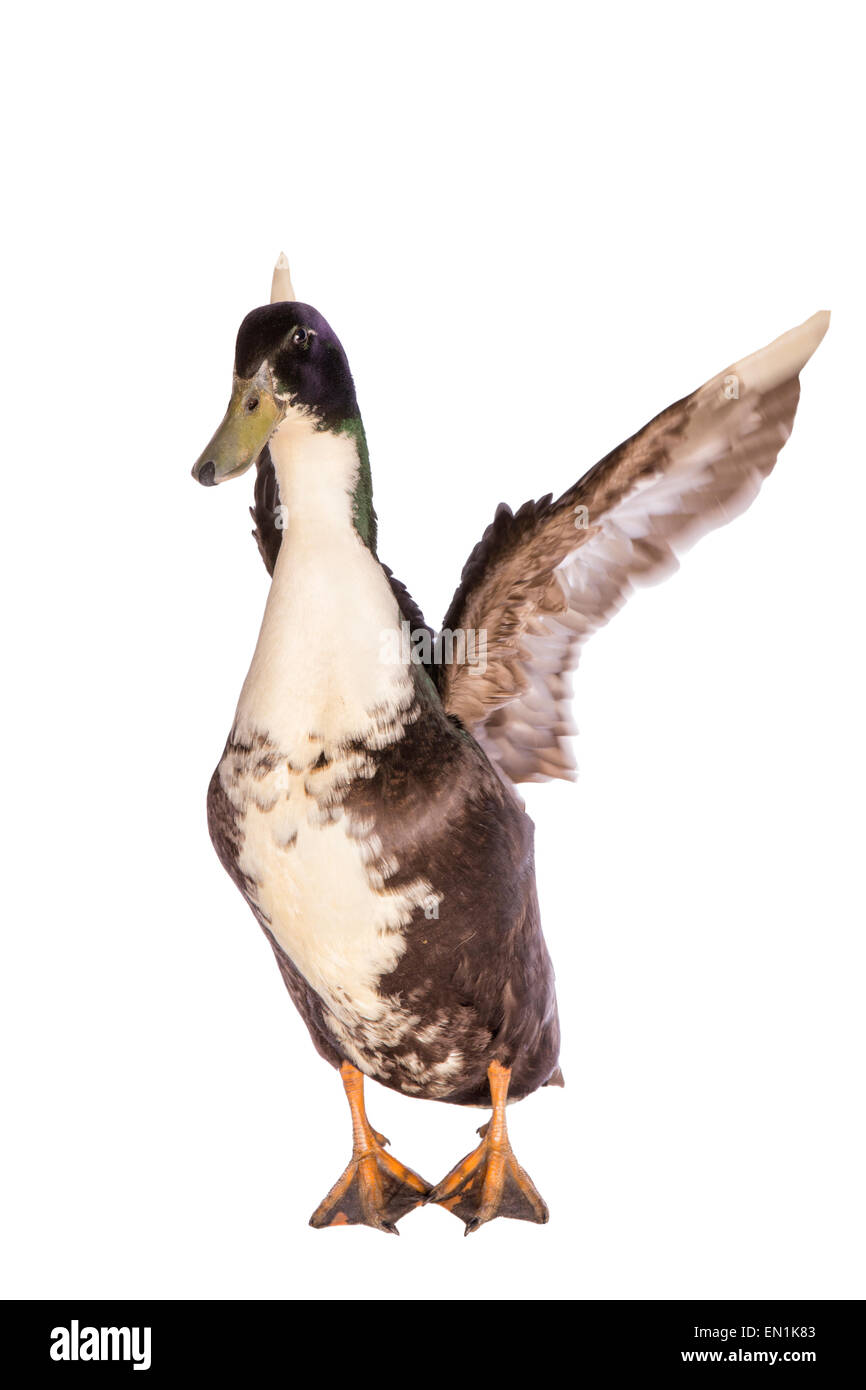 Black Duck svedese ali di sollevamento cercano di volare isolato su sfondo bianco Foto Stock