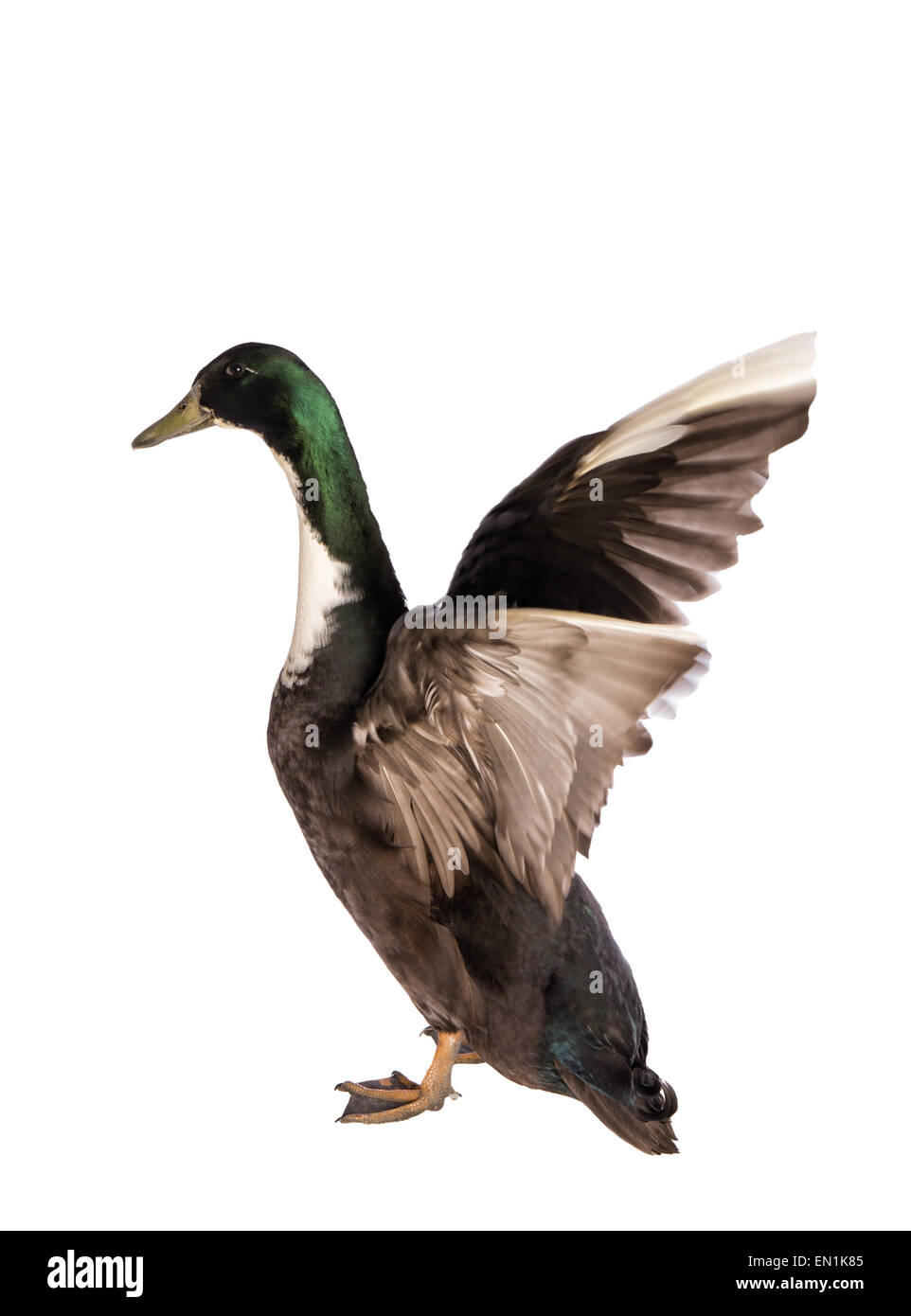 Black Duck svedese ali di sollevamento cercano di volare isolato su sfondo bianco Foto Stock