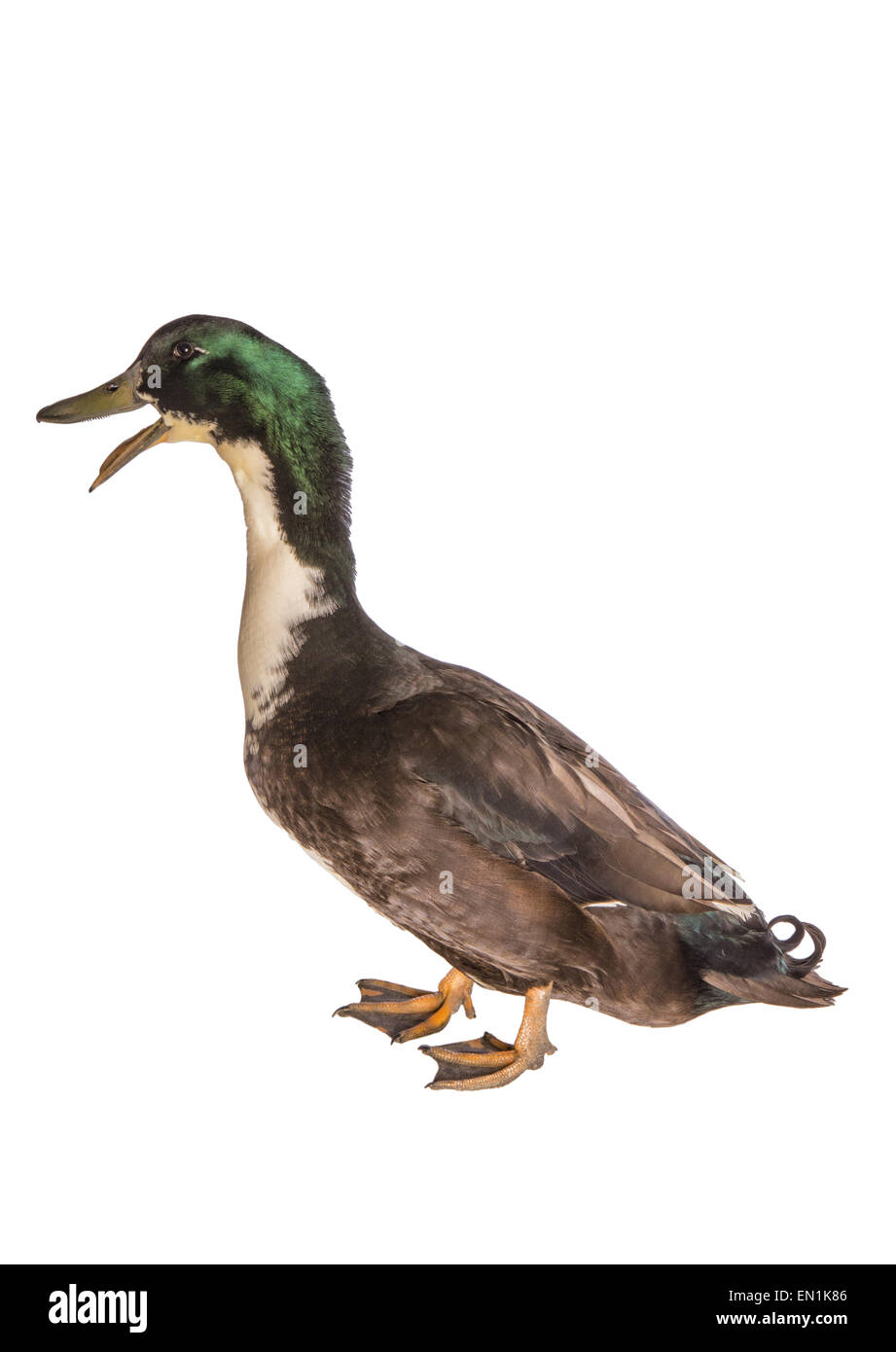 Black Duck svedese con la bocca aperta a parlare vista laterale isolato Foto Stock
