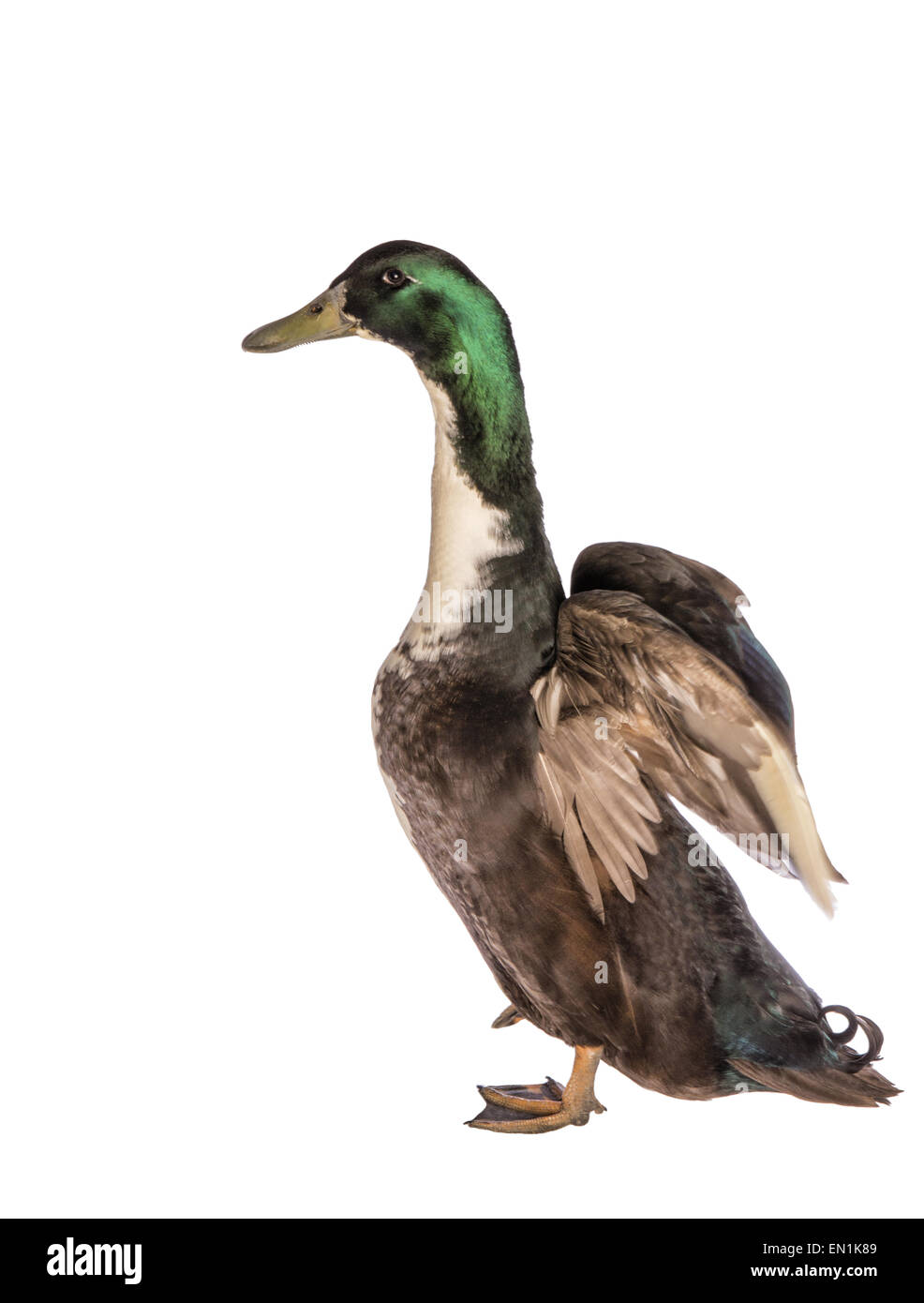 Black Duck svedese ali di sollevamento cercano di volare isolato su sfondo bianco Foto Stock