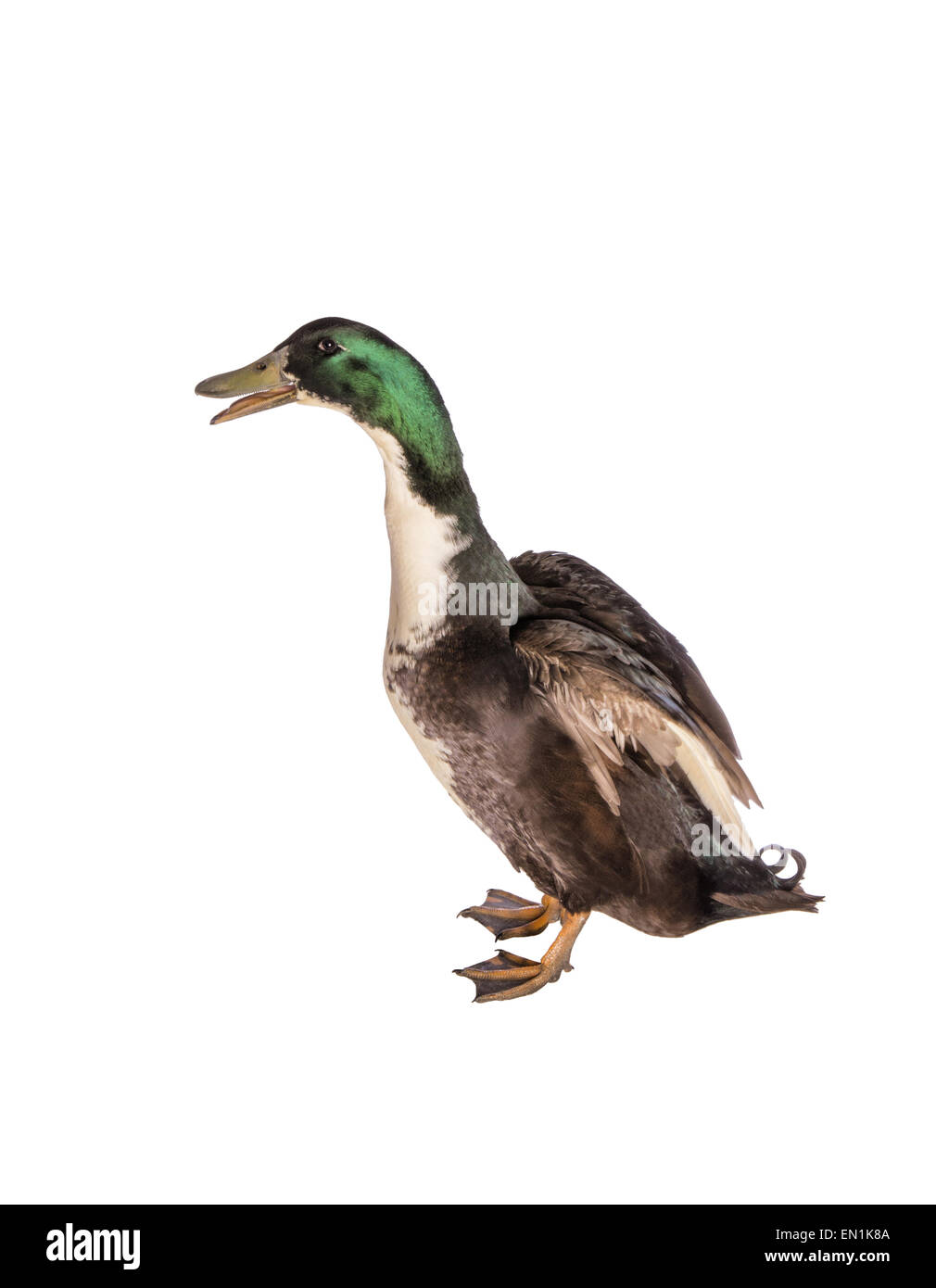 Black Duck svedese ali di sollevamento cercano di volare isolato su sfondo bianco Foto Stock