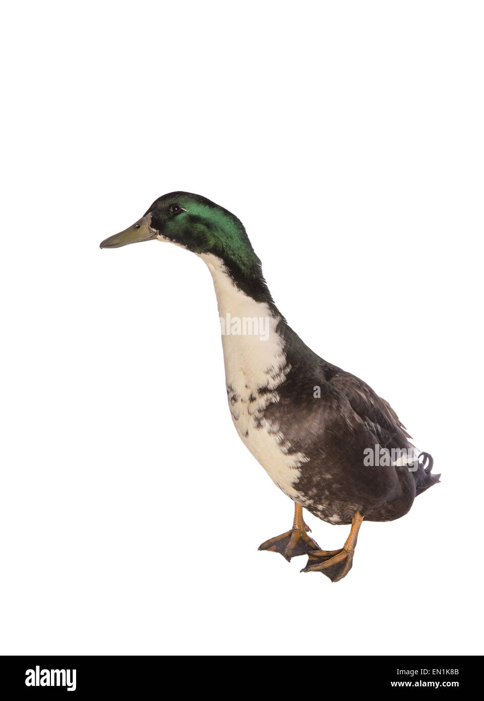 Black Duck svedese drake vista laterale isolata su sfondo bianco Foto Stock