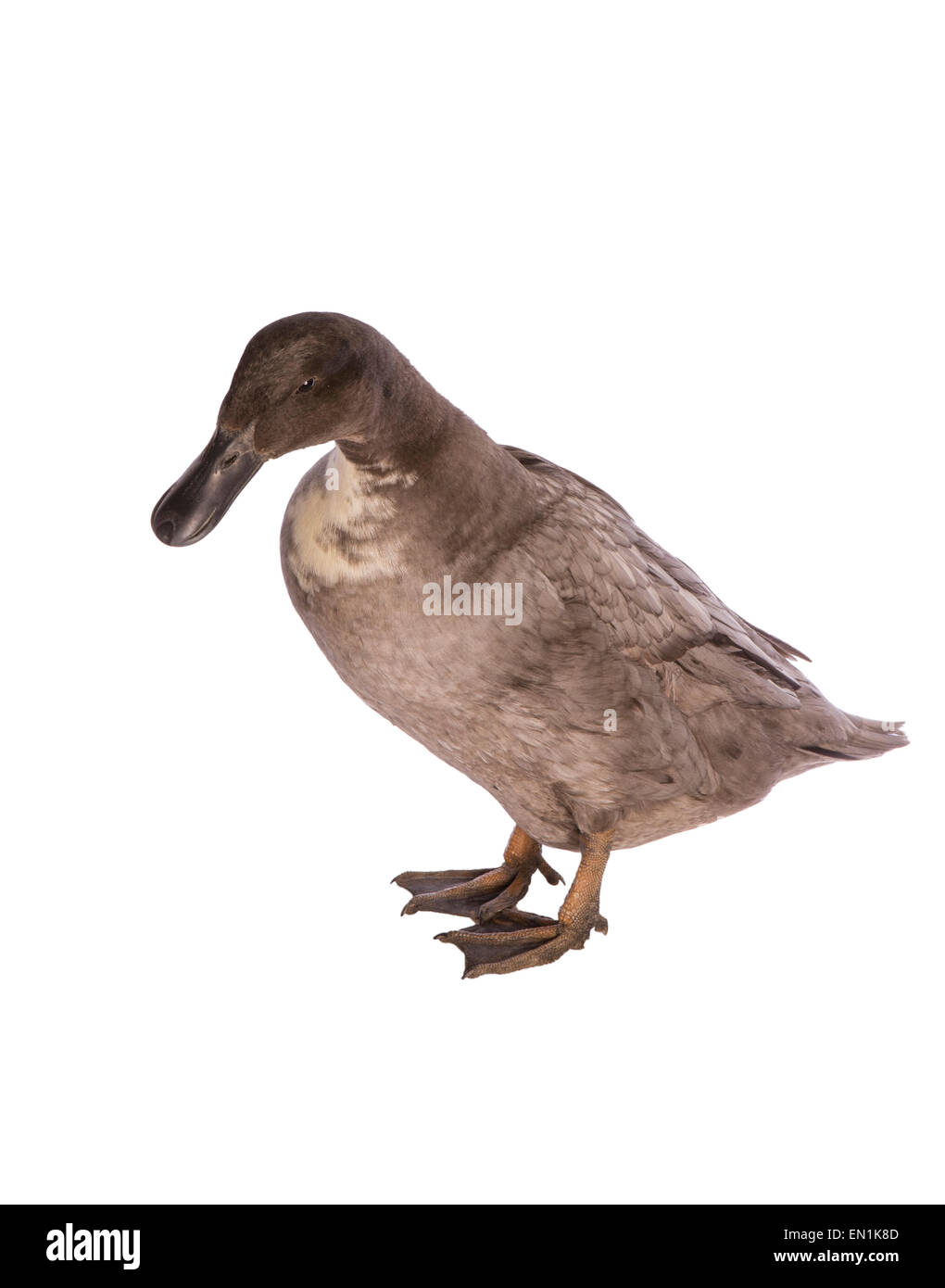 Svedese blu Ovaiola Anatra con la testa rivolta verso il basso guardando la telecamera isolata su sfondo bianco Foto Stock