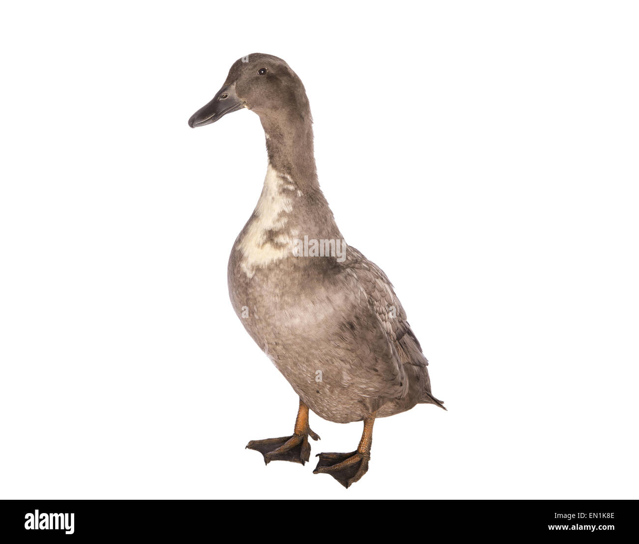 Blu svedese duck hen vista laterale frontale isolato su sfondo bianco Foto Stock