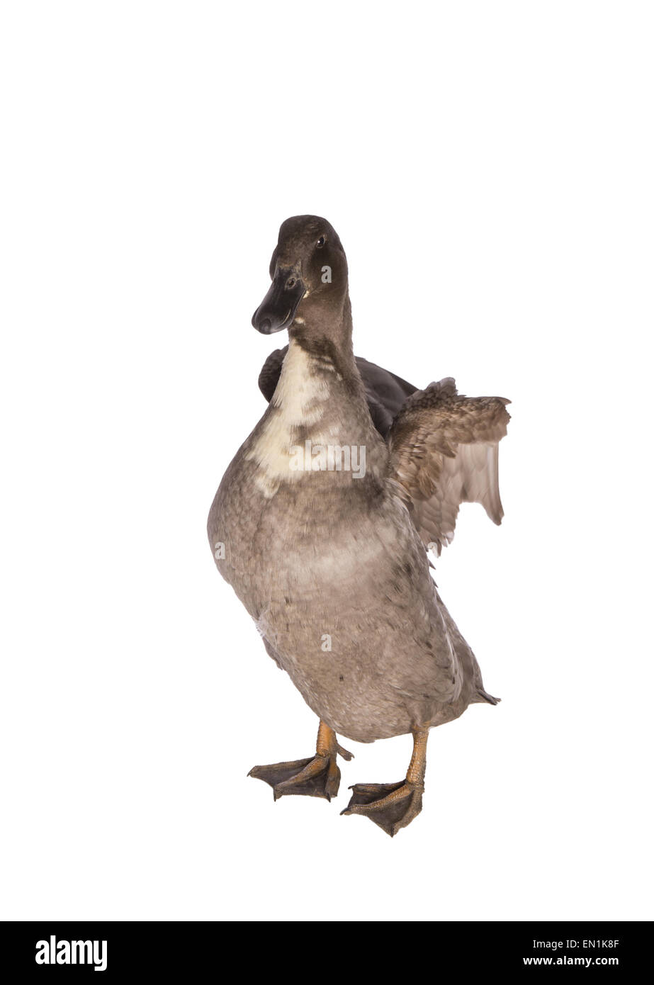 Svedese blu anatra ali di sollevamento isolata su sfondo bianco Foto Stock