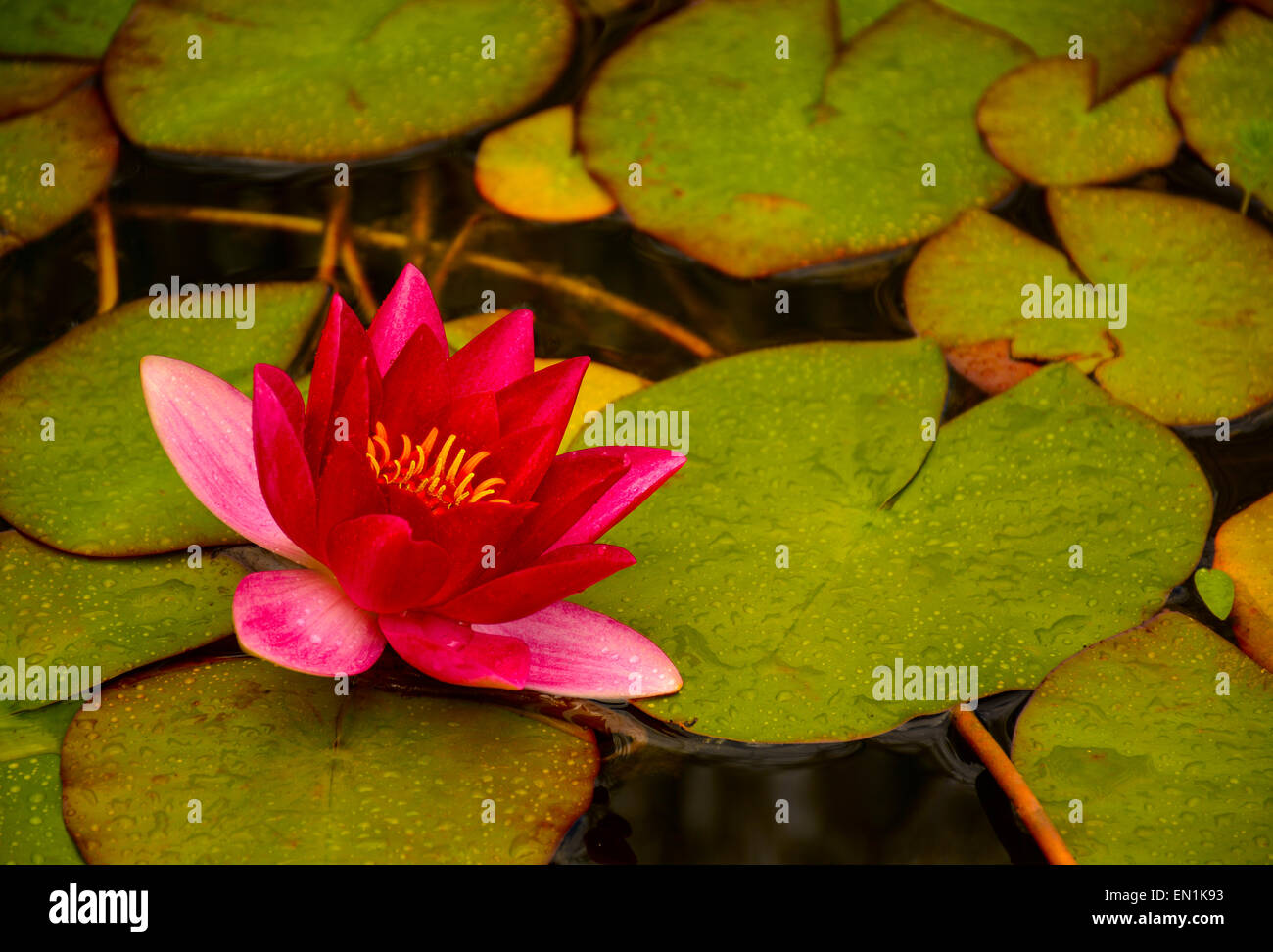 Ninfee galleggianti in un stagno Foto Stock