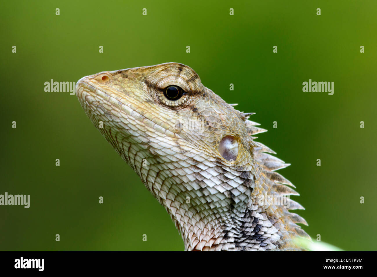 Oriental Garden lizard (Calotes versicolor) Foto Stock