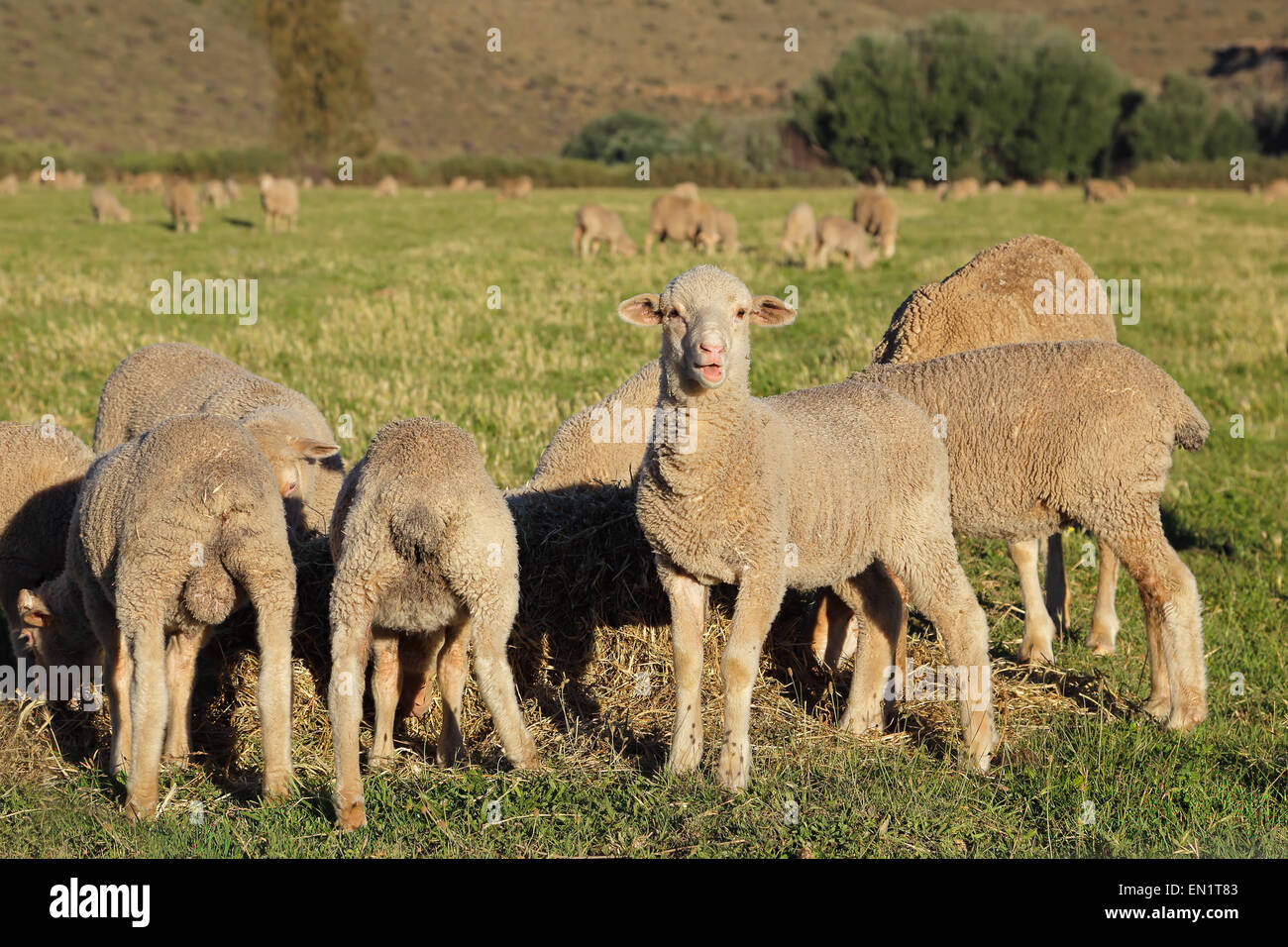 Merino agnelli pascolano sui pascoli verdi, Karoo regione, Sud Africa Foto Stock