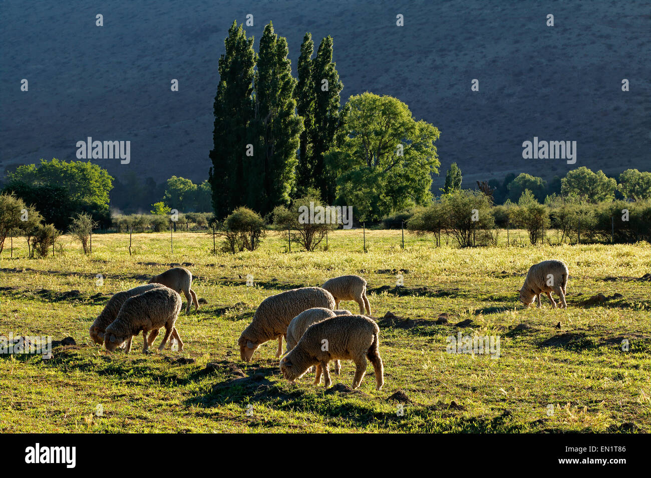 Paesaggio rurale con alberi, pascoli e pecore al pascolo nel tardo pomeriggio di luce, Karoo regione, Sud Africa Foto Stock