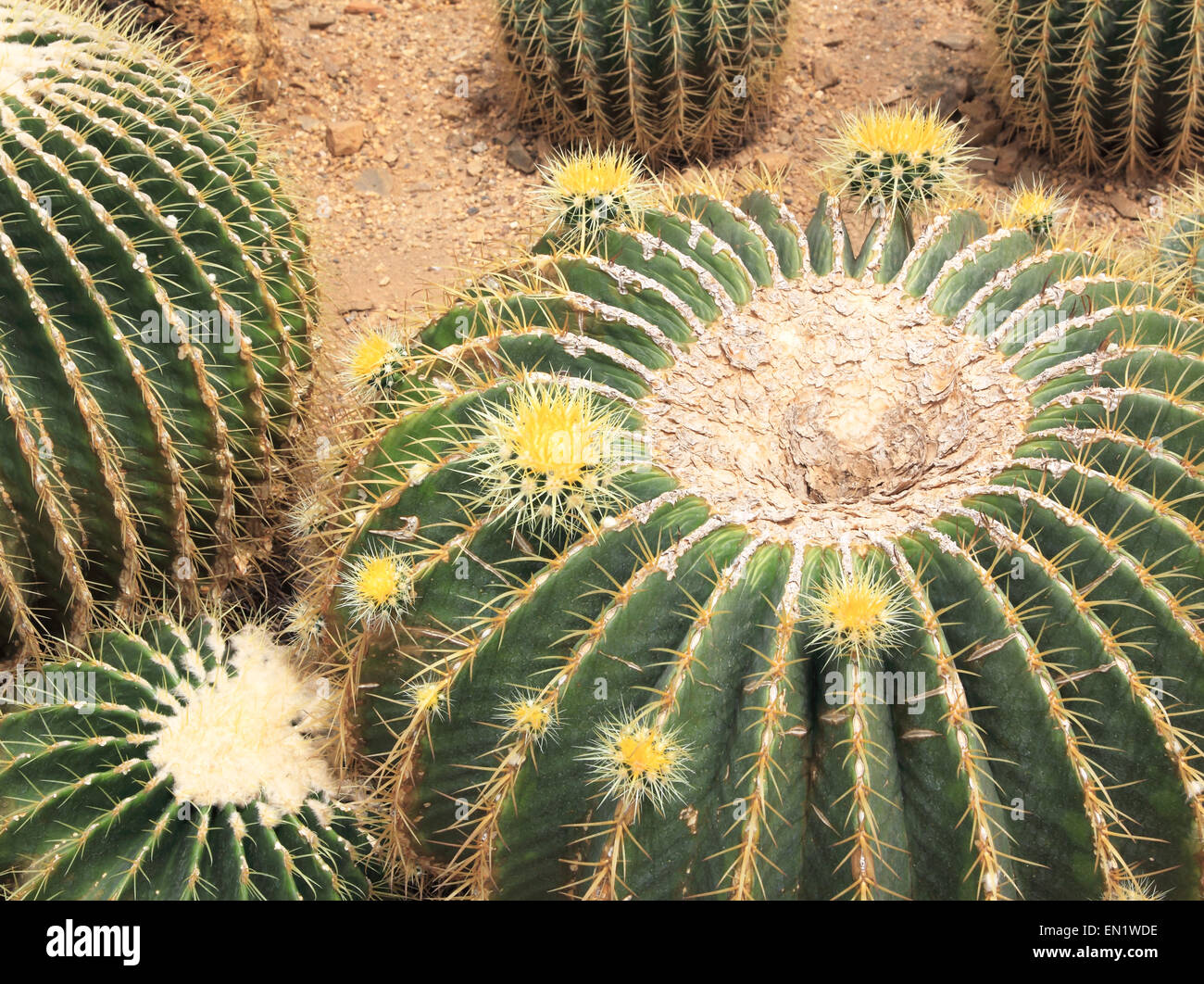 Impianto di cactus che prosperano nel deserto. Foto Stock