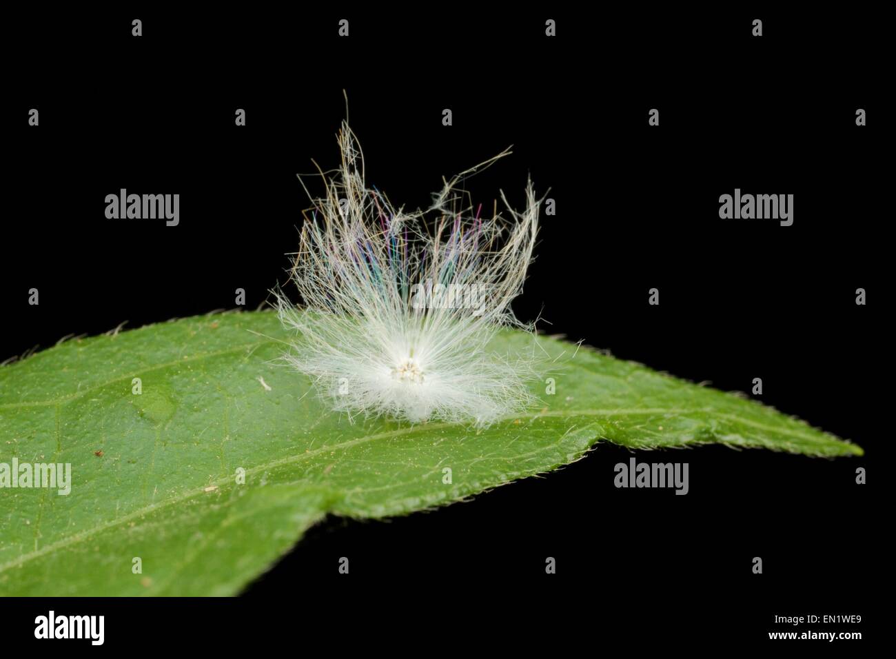 Planthopper sconosciuto ninfa, mostra filamenti bianchi per la protezione. Foto Stock
