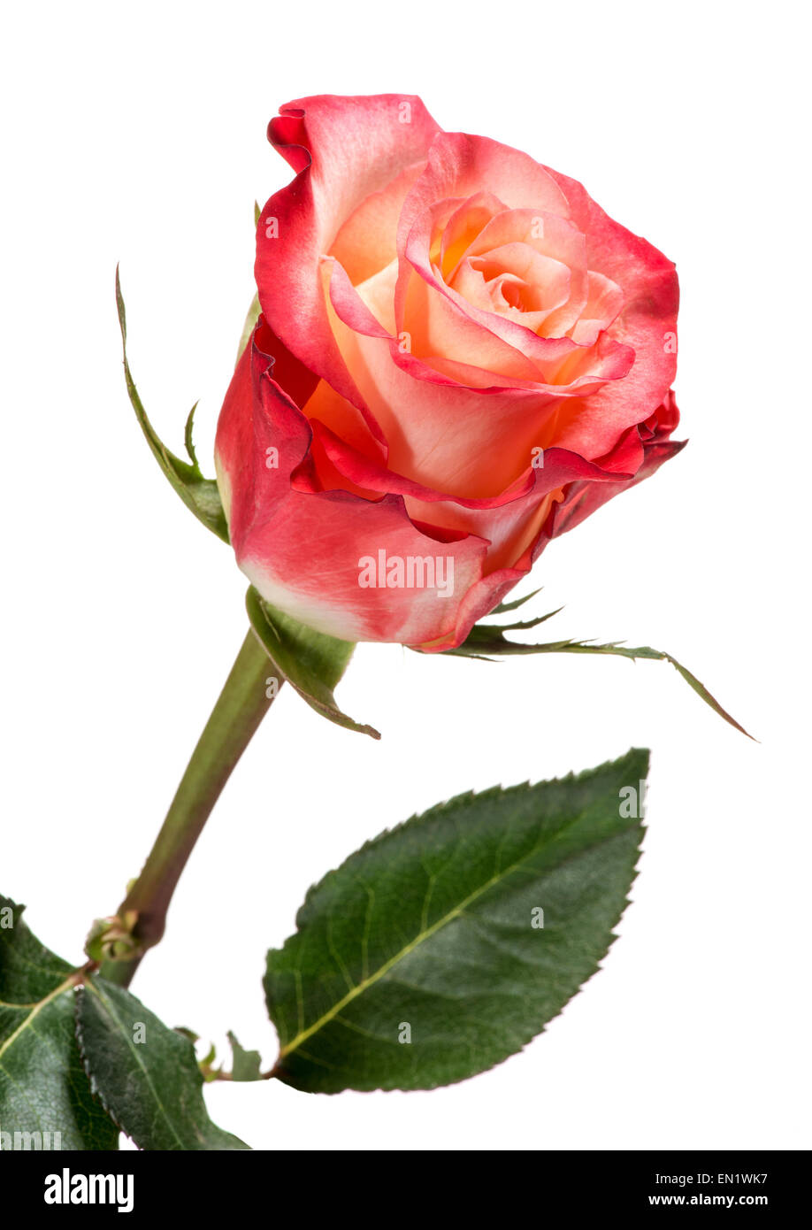 Single Rose stelo con Red e pesca petali colorati Foto Stock