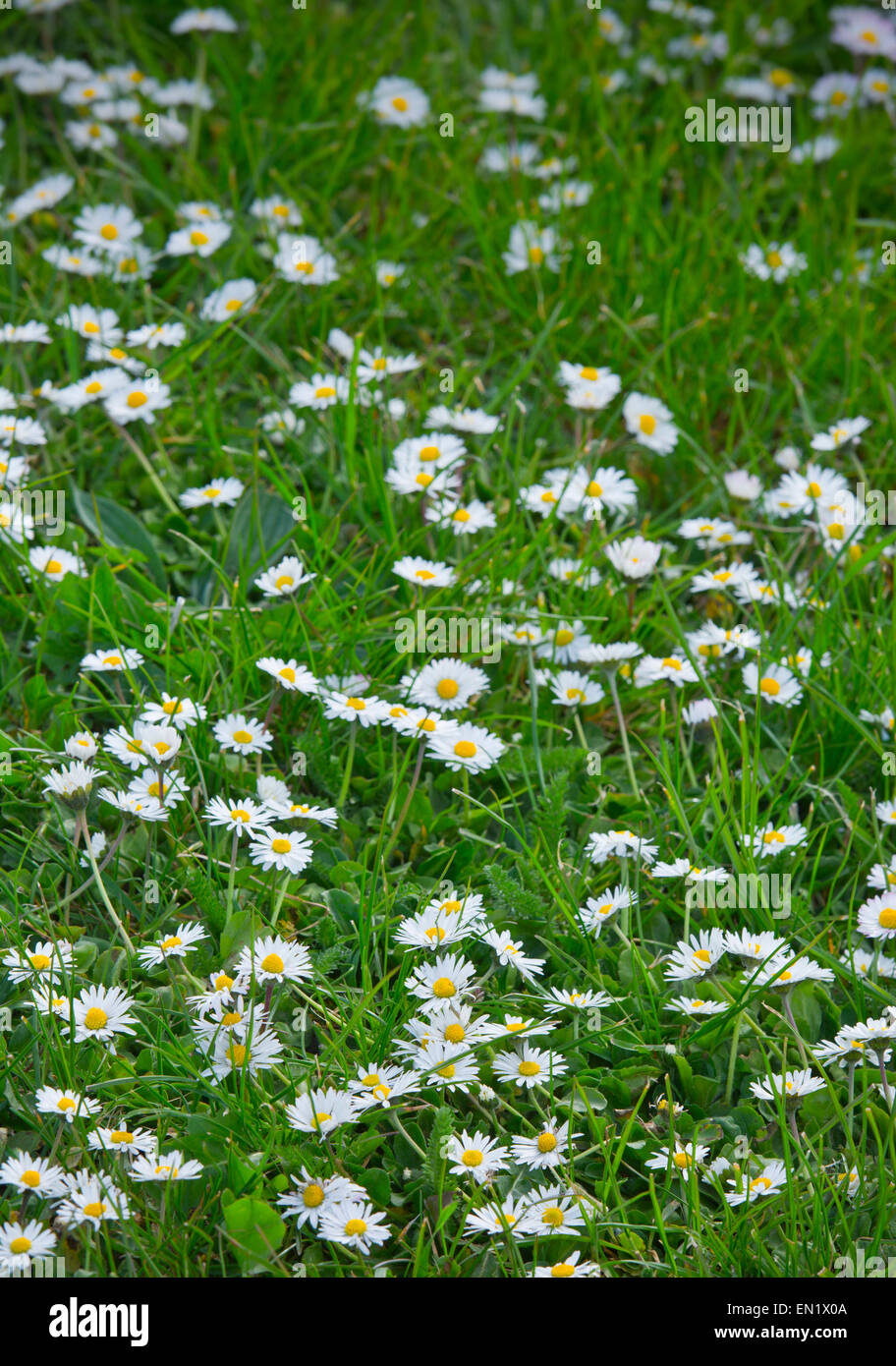 Daisy fiori in prato margherite Foto Stock