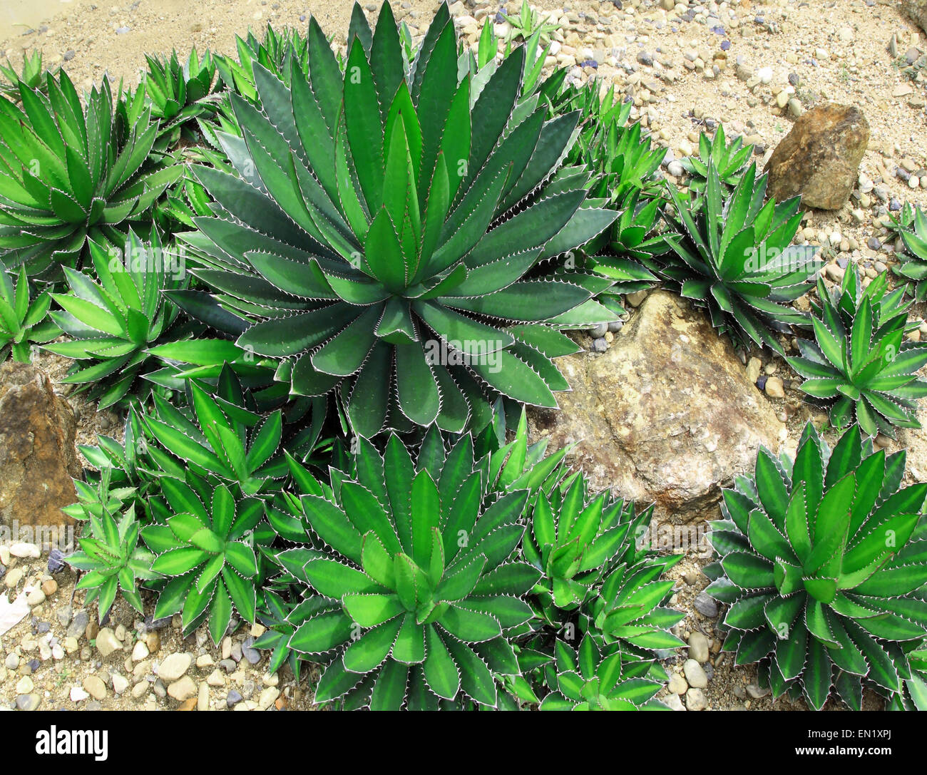 Piante succulente le piante che crescono nel deserto. Foto Stock