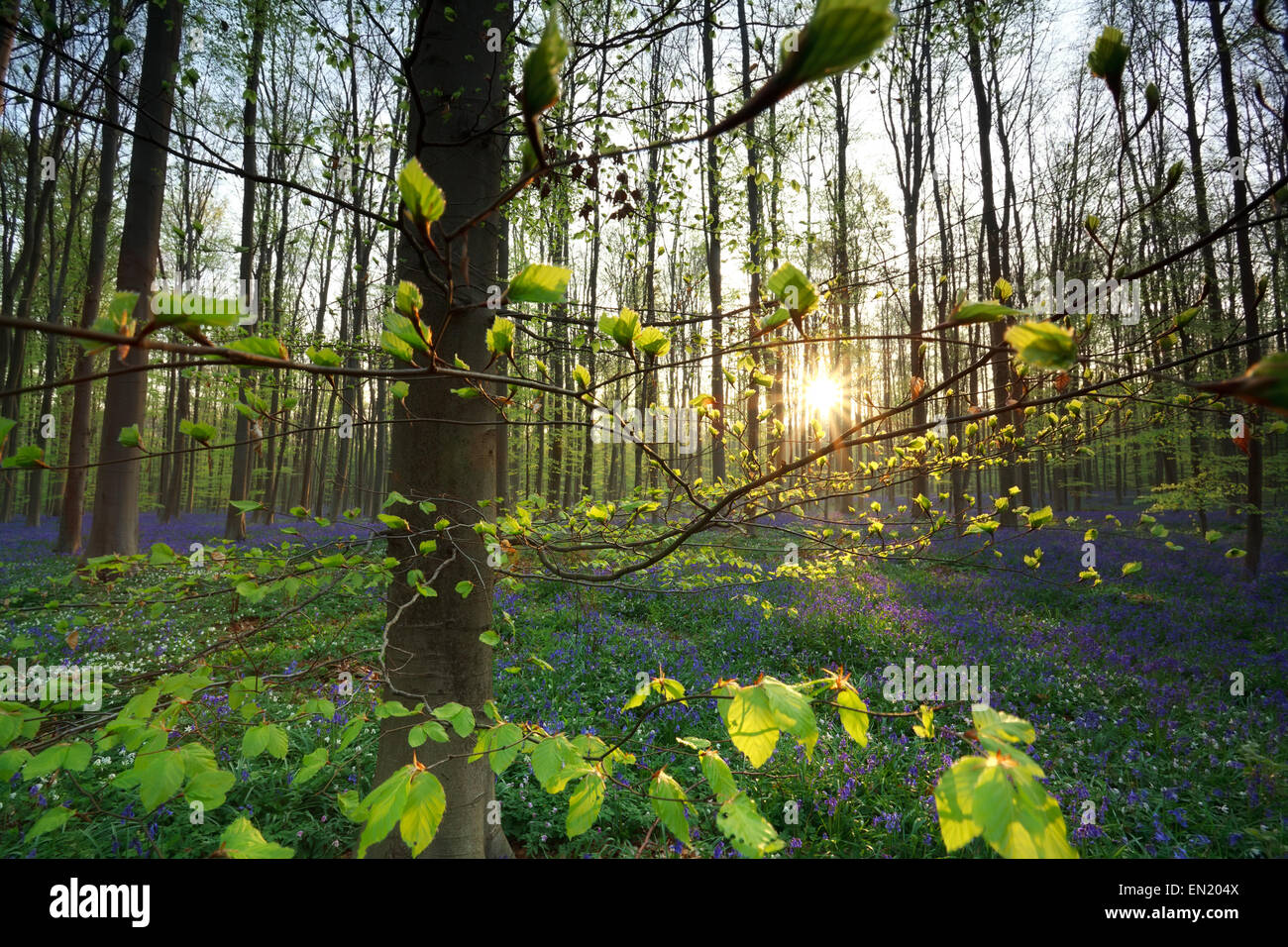 Sunrise nella primavera del bosco con bluebells, Halle, Belgio Foto Stock