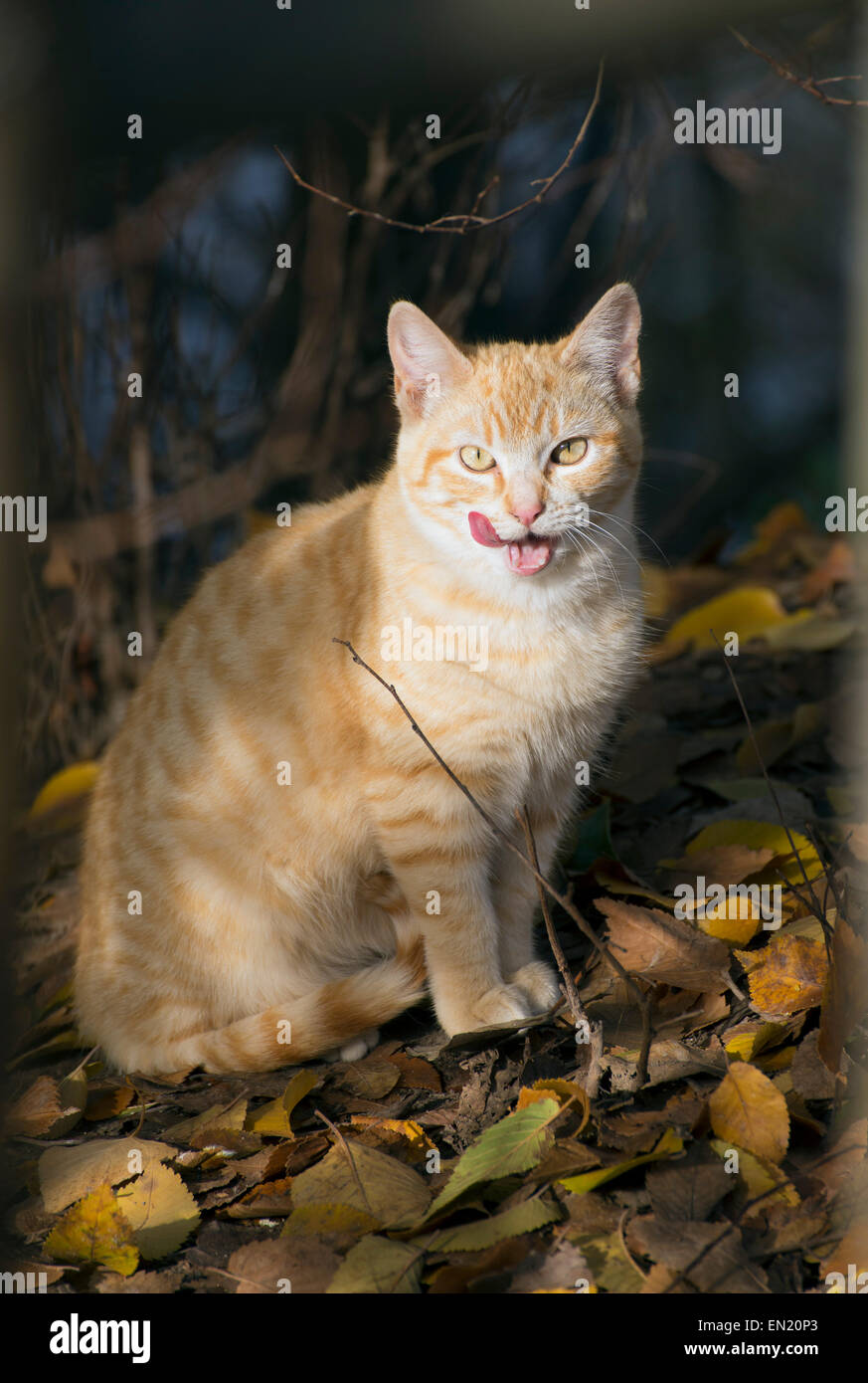 Fame orange cat leccare le sue labbra Foto Stock