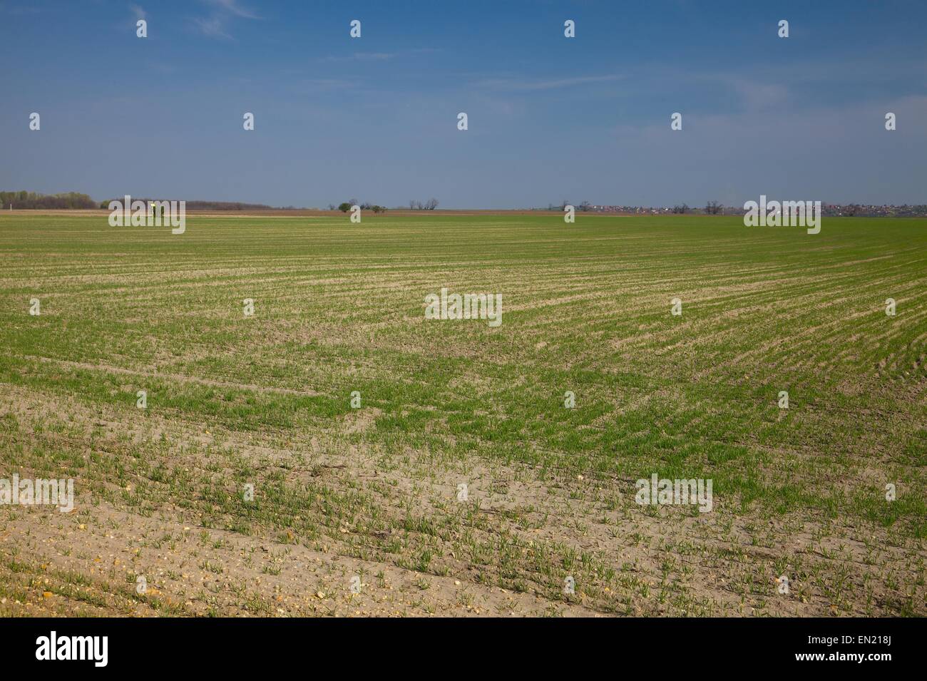 Agricoltura Foto Stock
