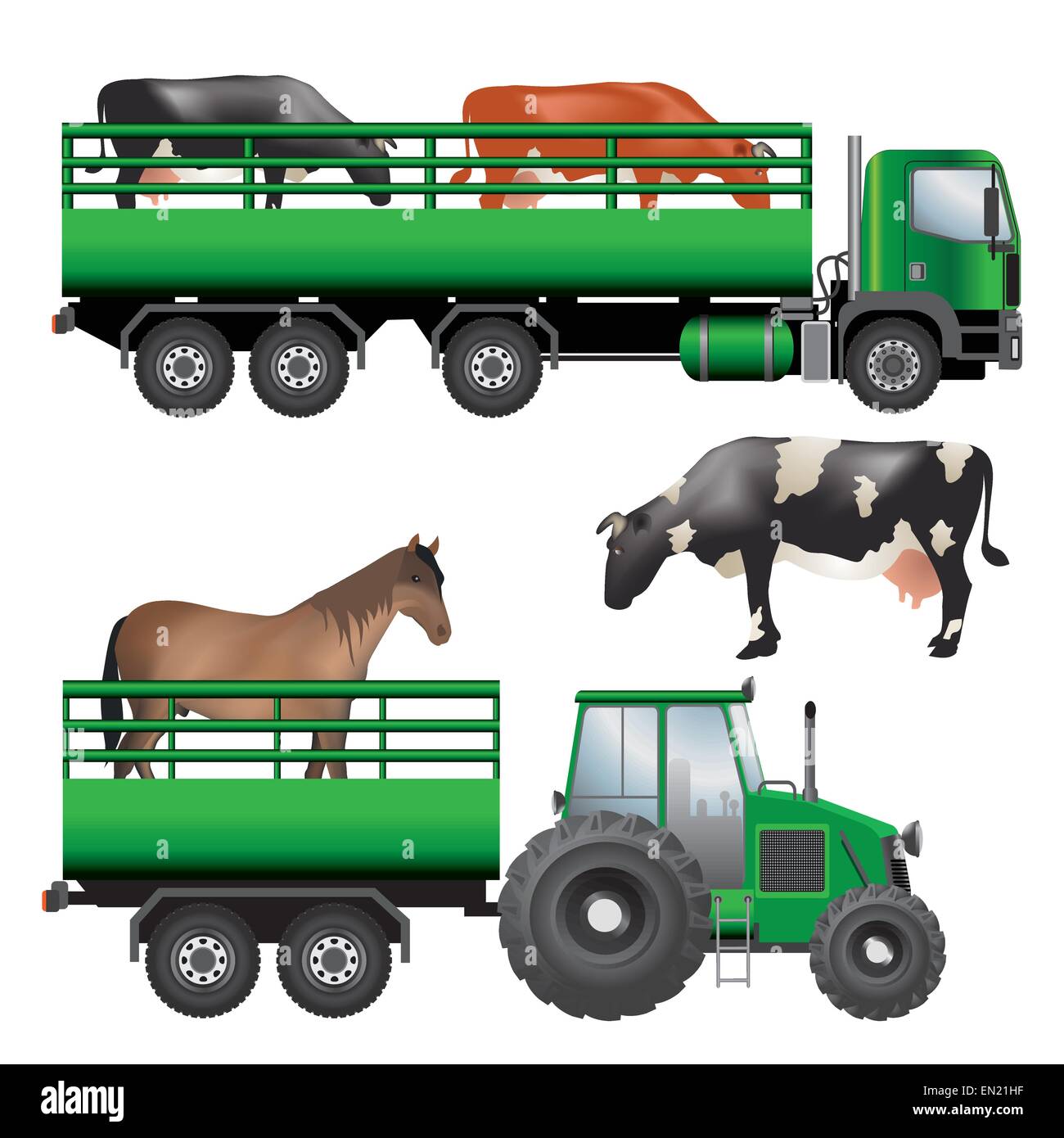 La consegna e il trasporto di animali vivi: mucche e cavalli. Vettore  Illustrazione a colori su sfondo bianco Immagine e Vettoriale - Alamy
