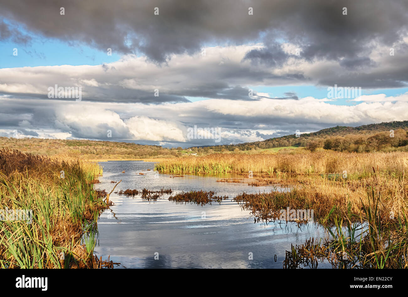 Canne e acqua a Leighton Moss, Lancashire Foto Stock