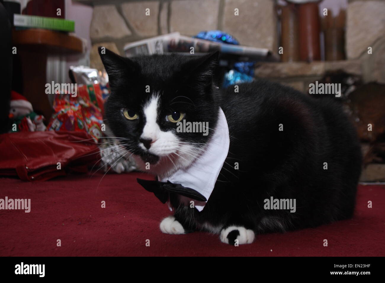 Bianco e nero gatto con indosso un bow tie. Foto Stock