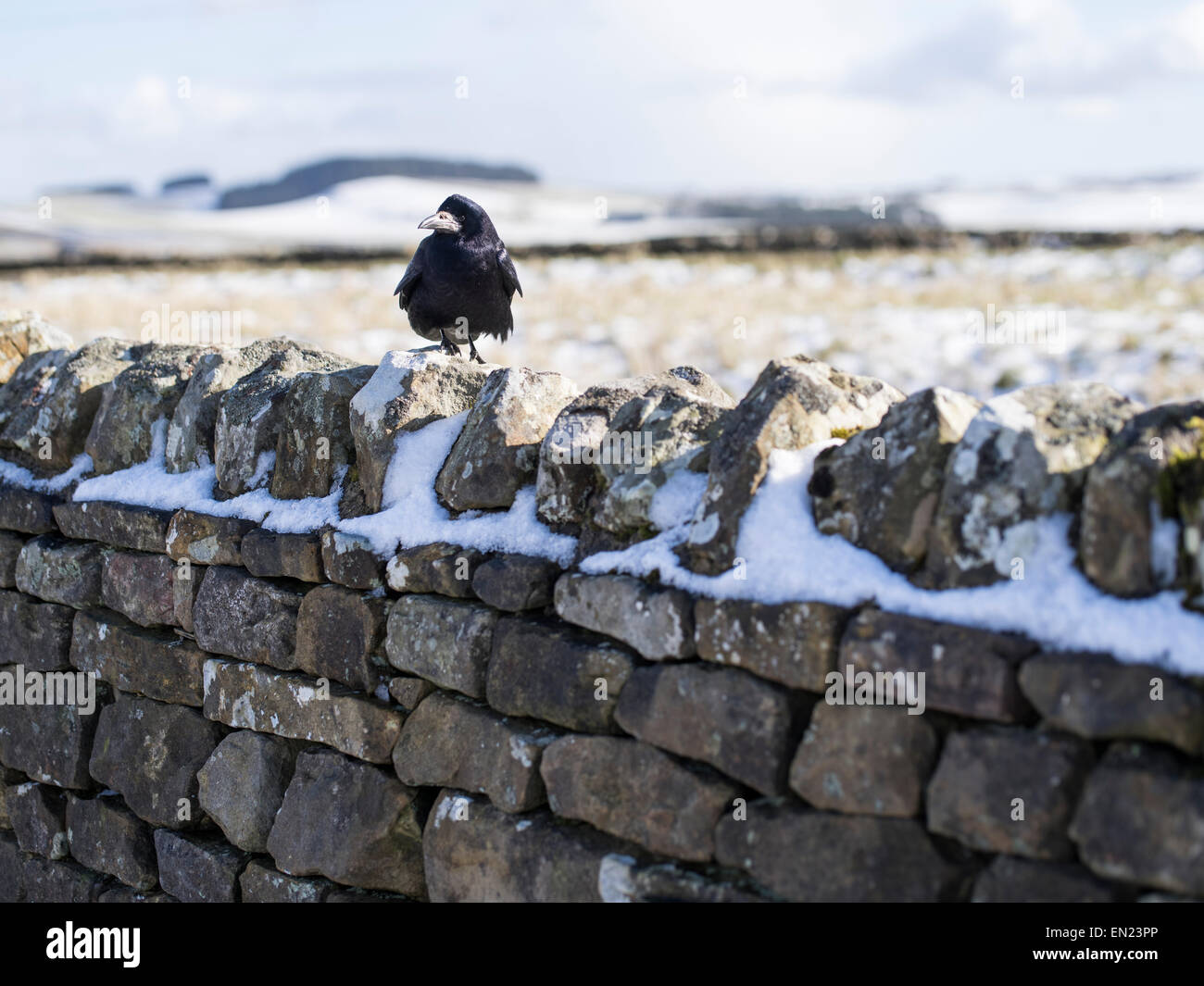 Crow sulla pietra a secco muro nel Parco nazionale di Northumberland. Foto Stock