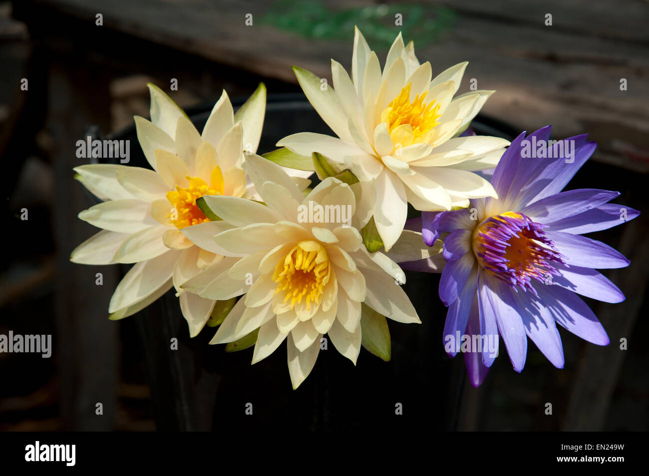 Close up 3 giallo e 1 fiori viola in Myanmar Mandalay Foto Stock