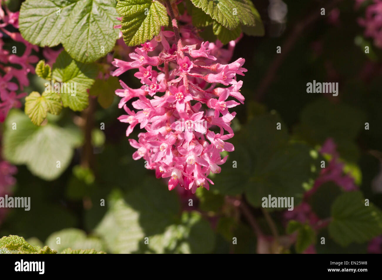 Fiori della fioritura rossa arbusto di ribes Ribes Sanguineum Foto Stock