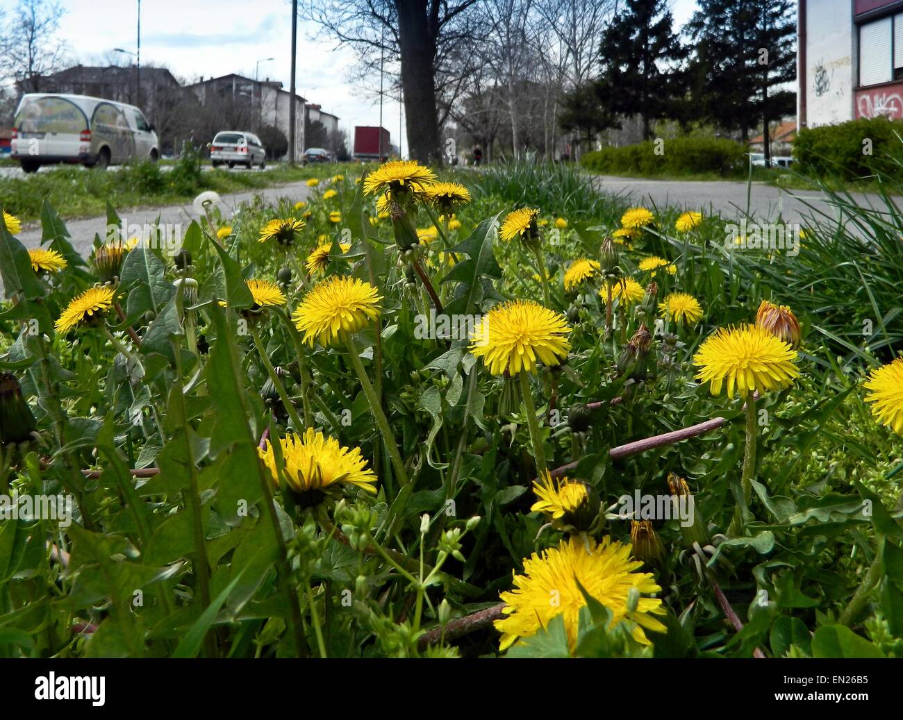 Giallo tarassaco crescente nella città accanto alla strada. Foto Stock