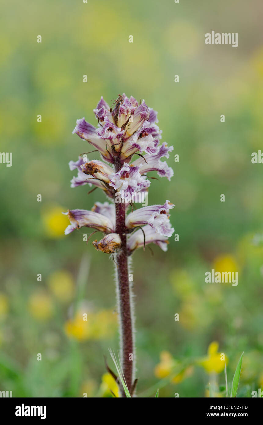 Succhiamele prataiolo Bean, Orobanche crenata, comune parassita, Andalusia, Spagna. Foto Stock