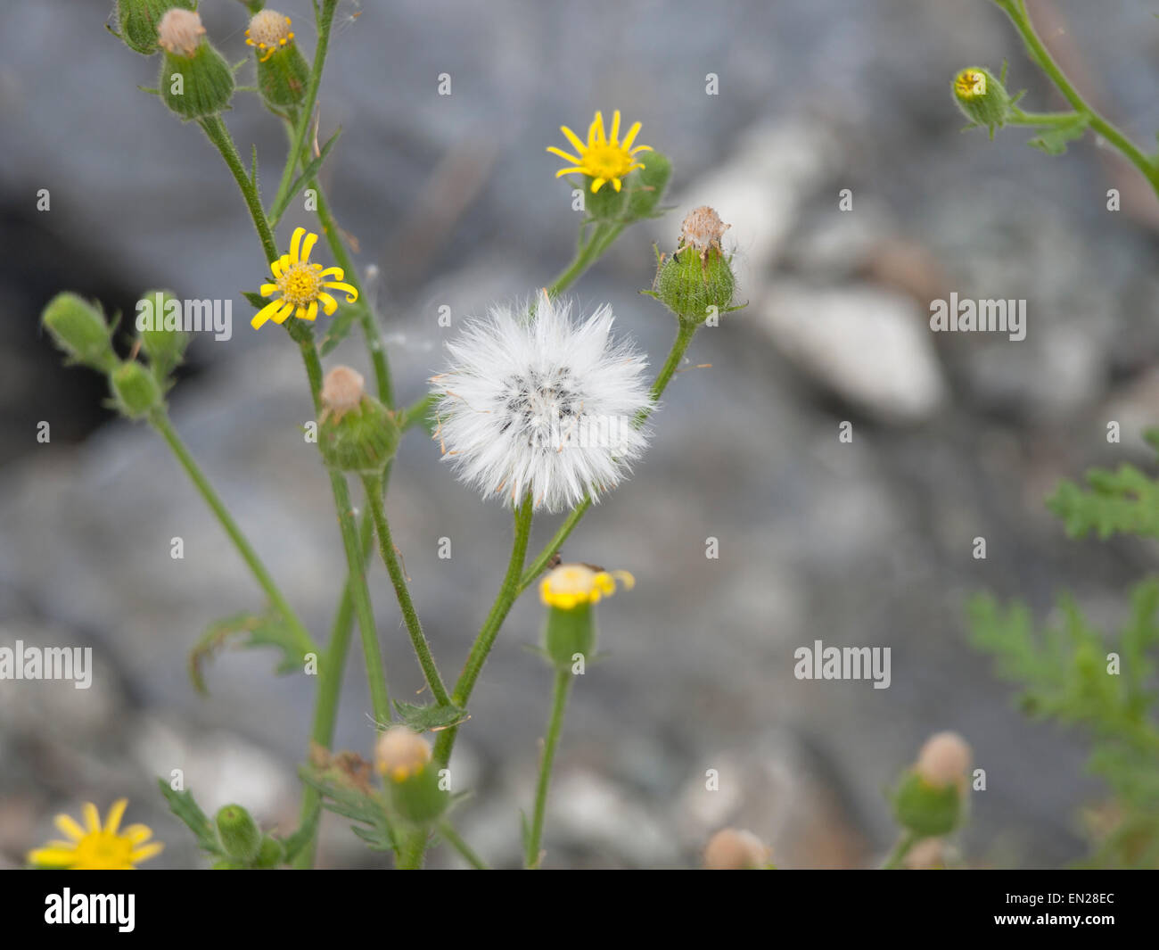 Senecio vulgaris, comune groundsel, fiore e semi su uno sfondo sfocato Foto Stock